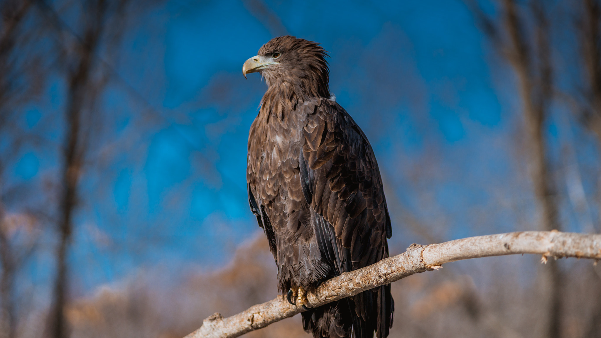 Minolta AF 80-200mm F2.8 HS-APO G sample photo. King photography