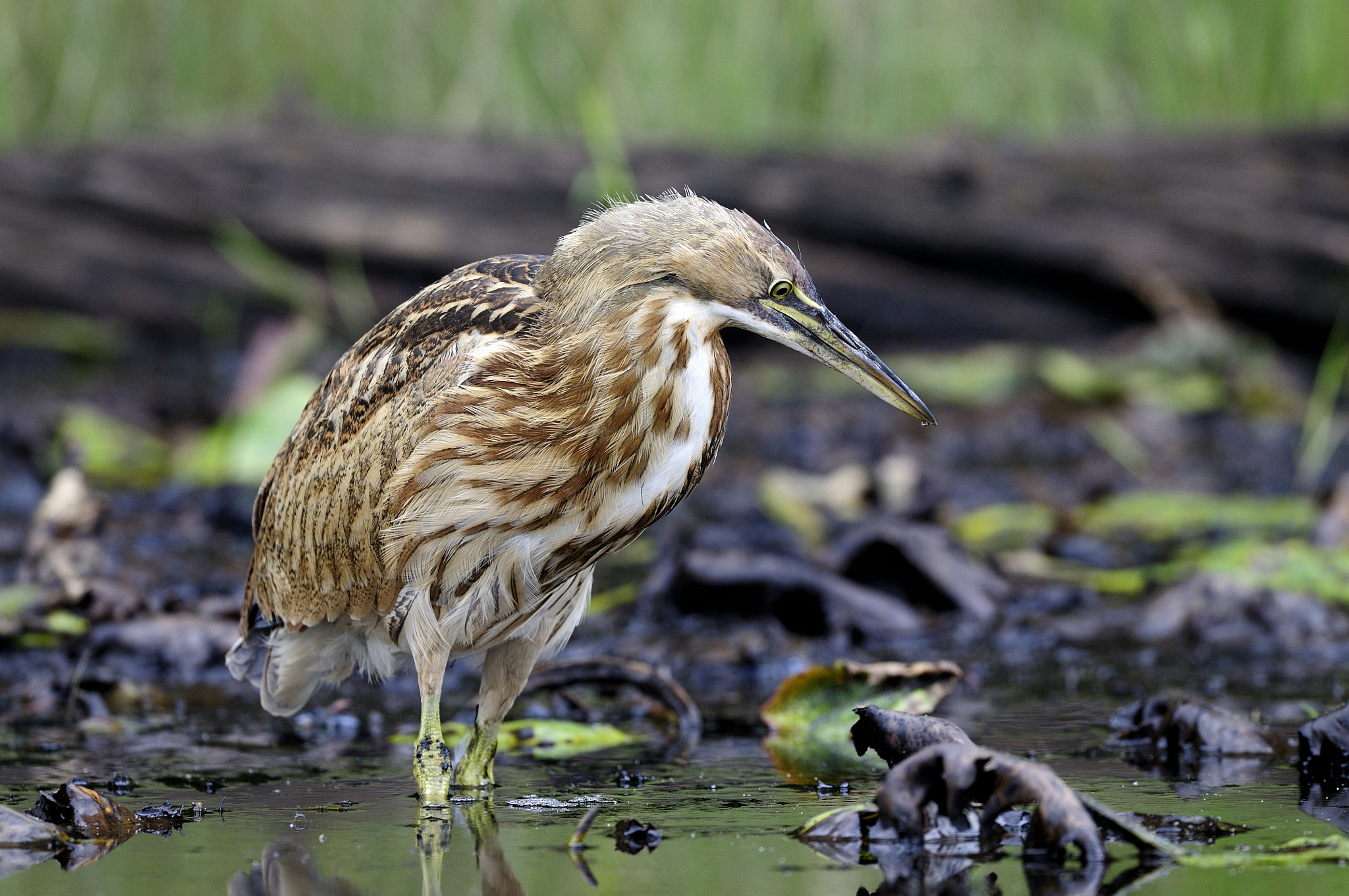 Nikon D300S + Nikon AF-S Nikkor 500mm F4G ED VR sample photo. Butor d'amérique botaurus lentiginosus americam bittern photography