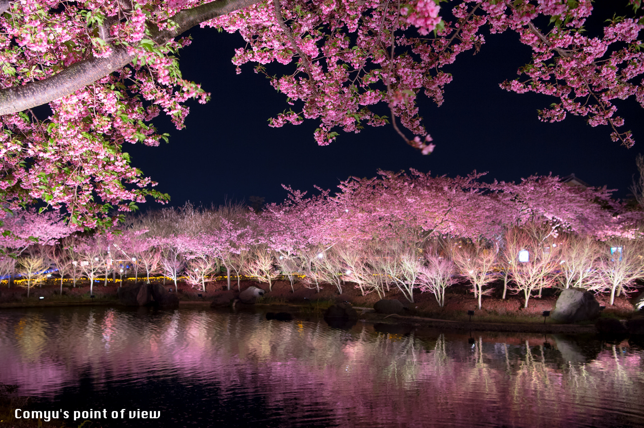 Nikon AF-S Nikkor 24-70mm F2.8E ED VR sample photo. Sakura night photography