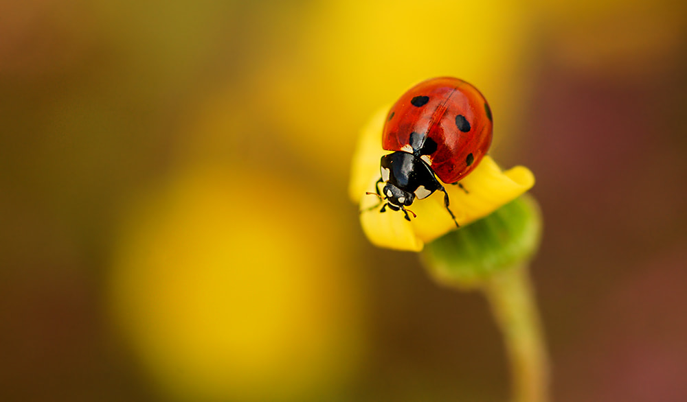 Nikon D50 + Nikon AF Micro-Nikkor 60mm F2.8D sample photo. Small stories photography