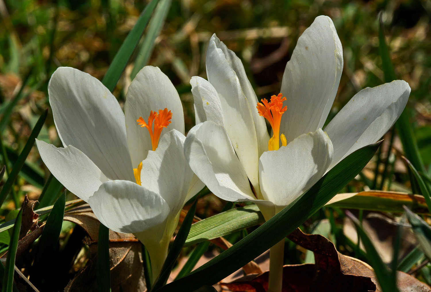 100mm F2.8 SSM sample photo. Buddies photography