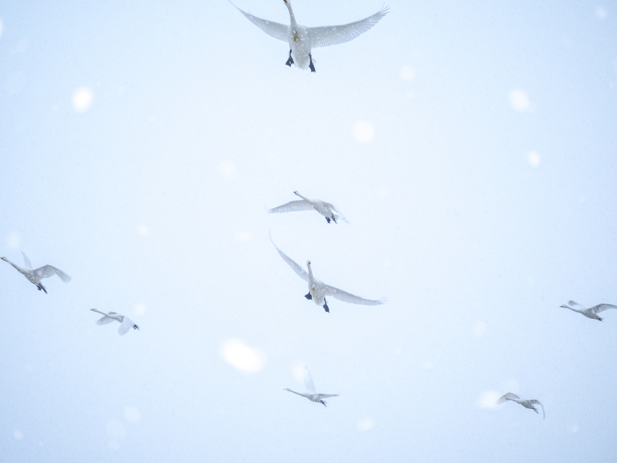Panasonic Lumix DMC-GX7 sample photo. Fly back photography