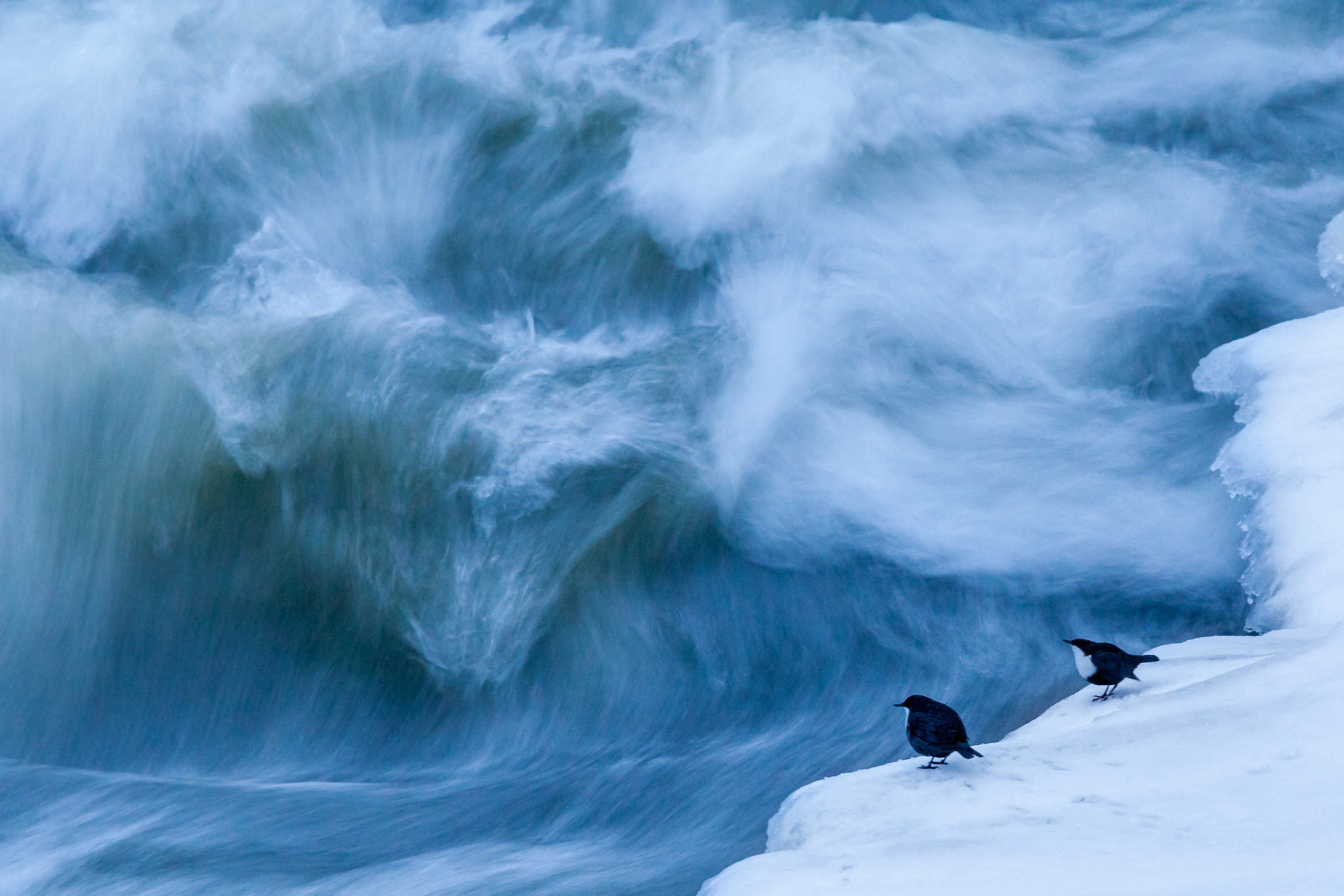 Canon EOS-1D Mark III sample photo. Dipper photography