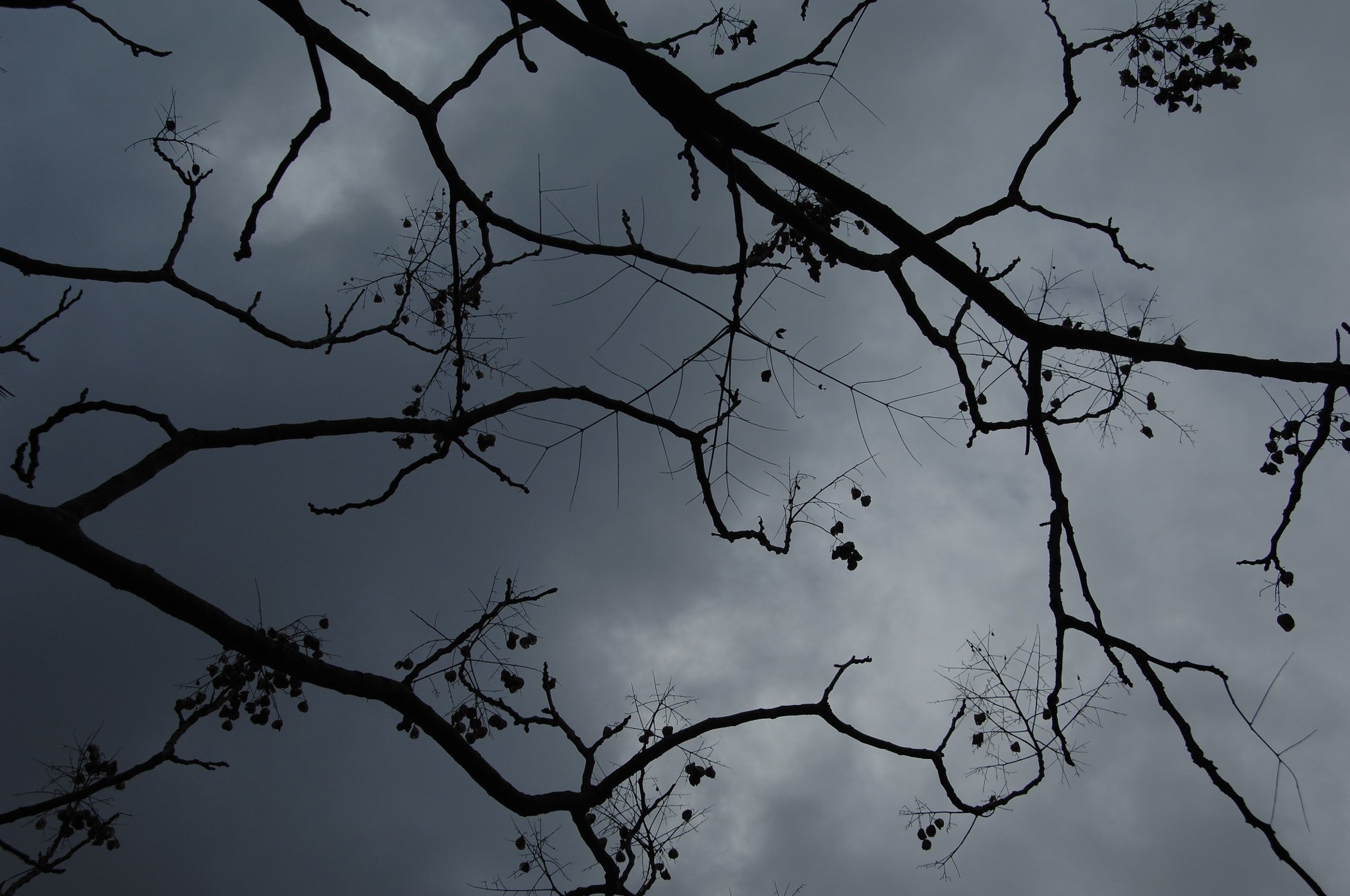 Nikon D2X sample photo. .. photography