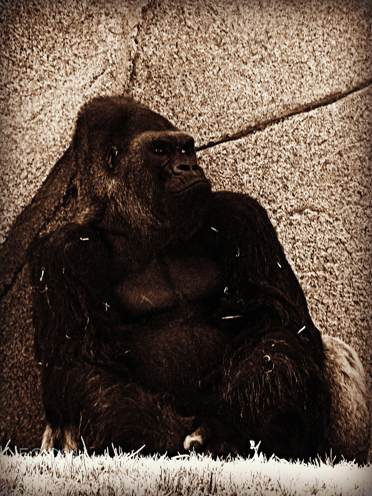 GENERAL IMAGING CO. X400 sample photo. Another day at the zoo photography