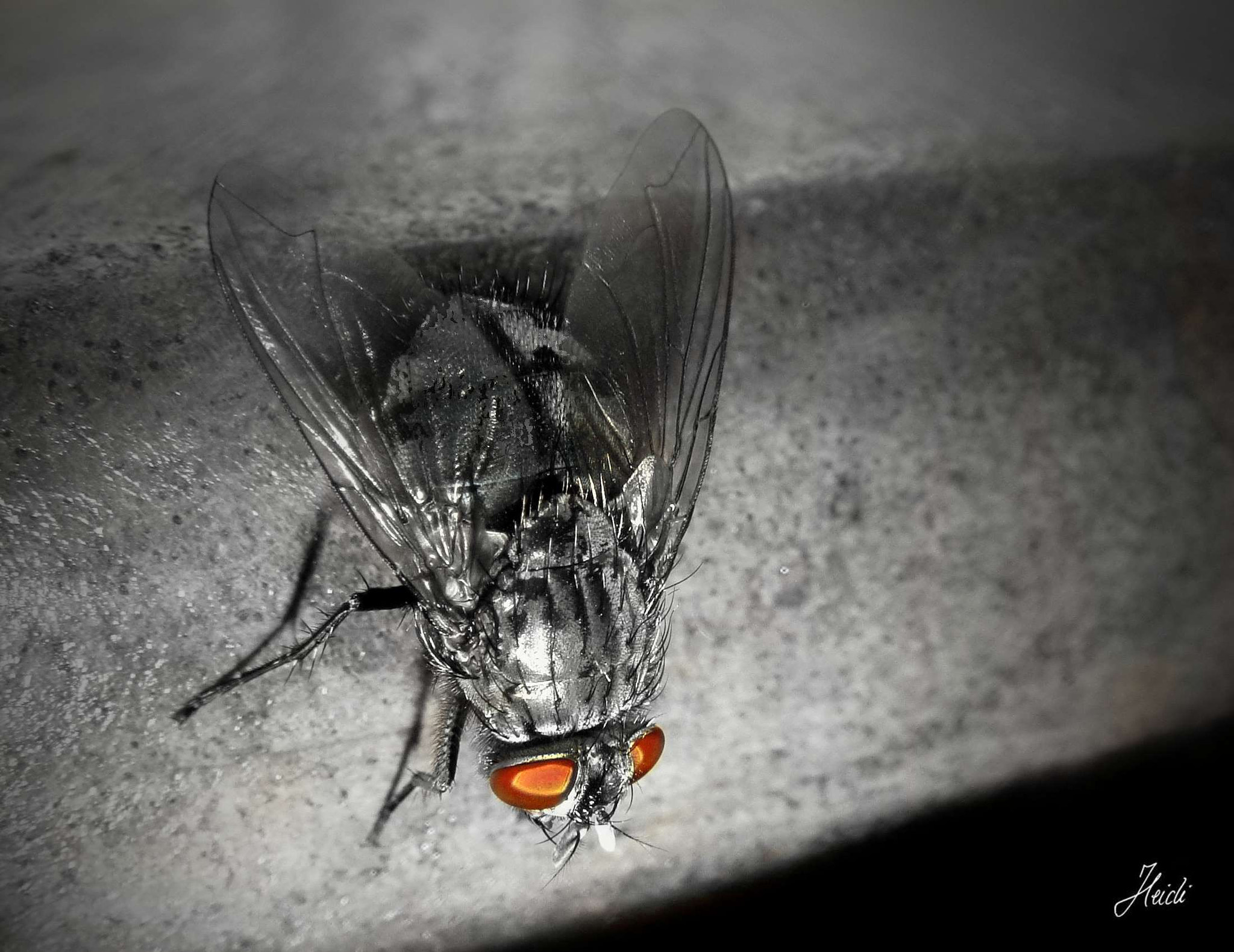 Sony DSC-T77 sample photo. The fly photography