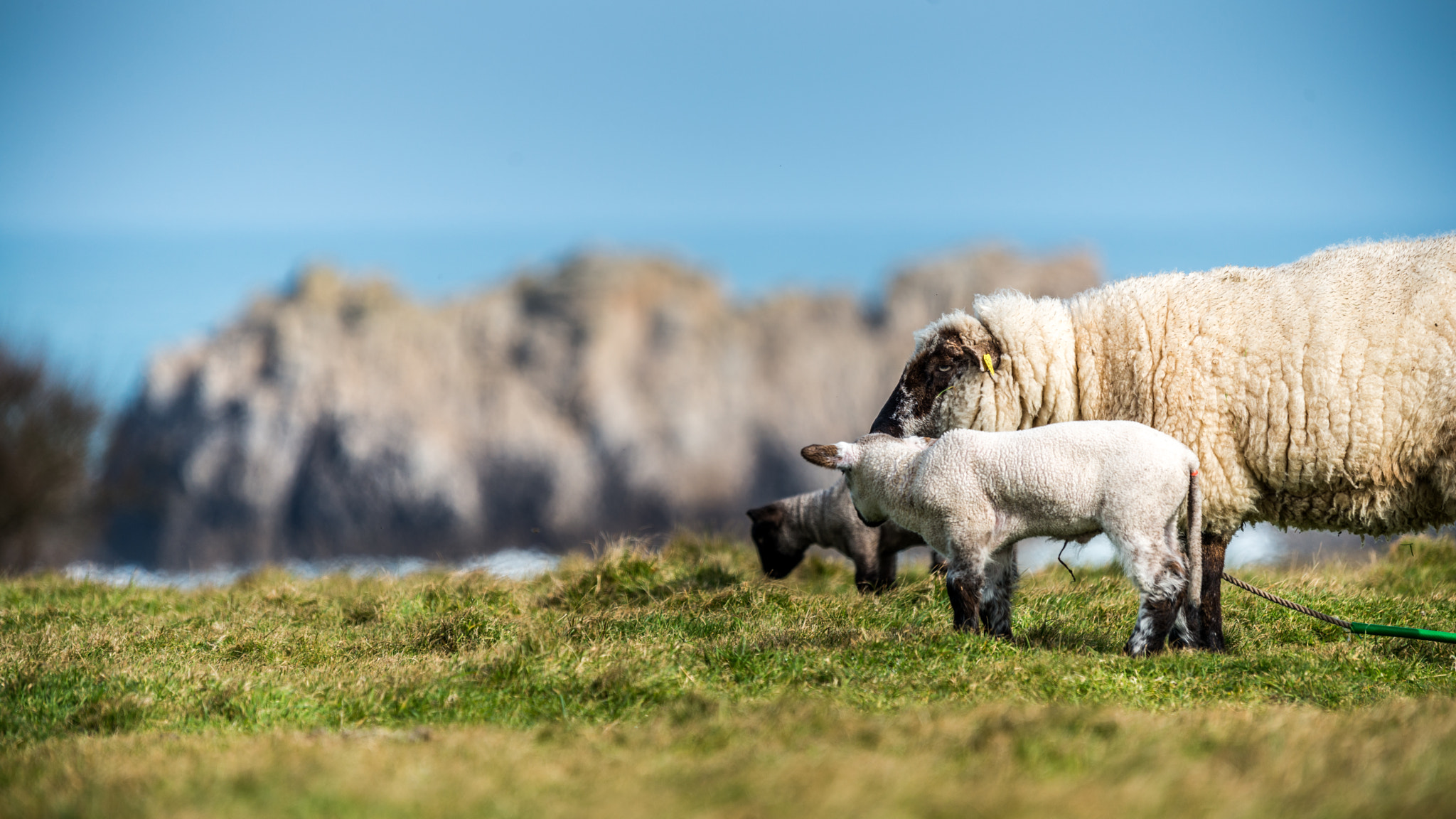 Sigma 120-400mm F4.5-5.6 DG OS HSM sample photo. Ouessant #12 photography