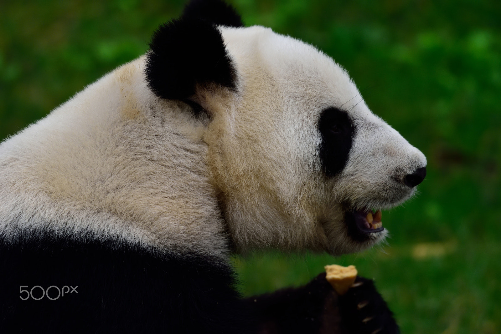 Nikon D810A + Nikon AF-S Nikkor 200-500mm F5.6E ED VR sample photo. Panda photography