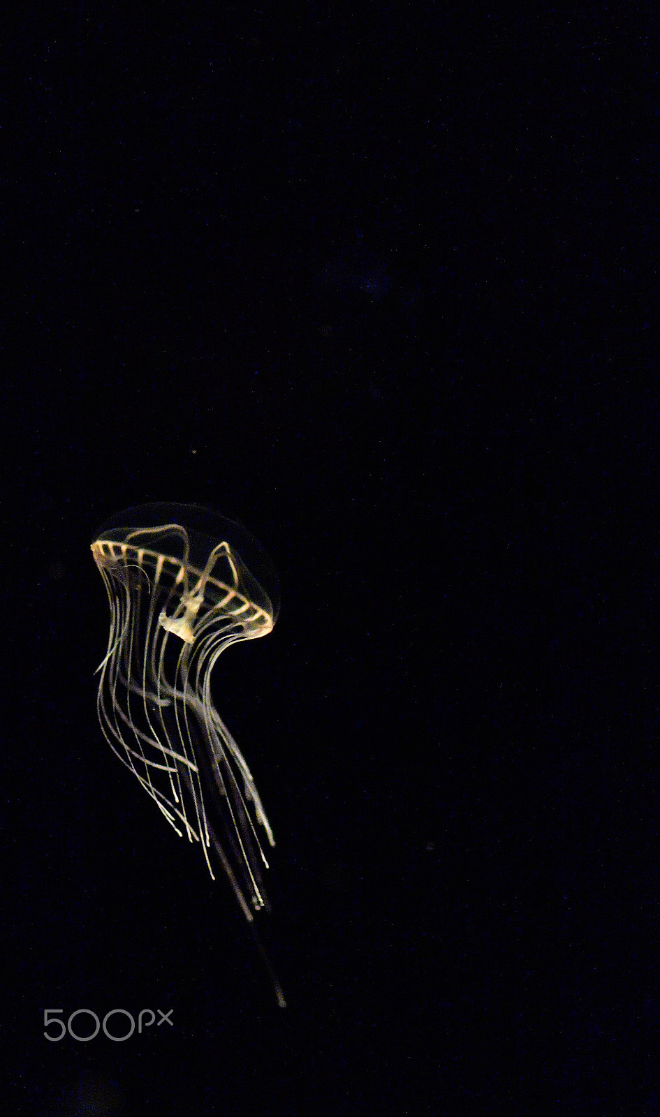 Nikon D810A sample photo. Jelly fish photography