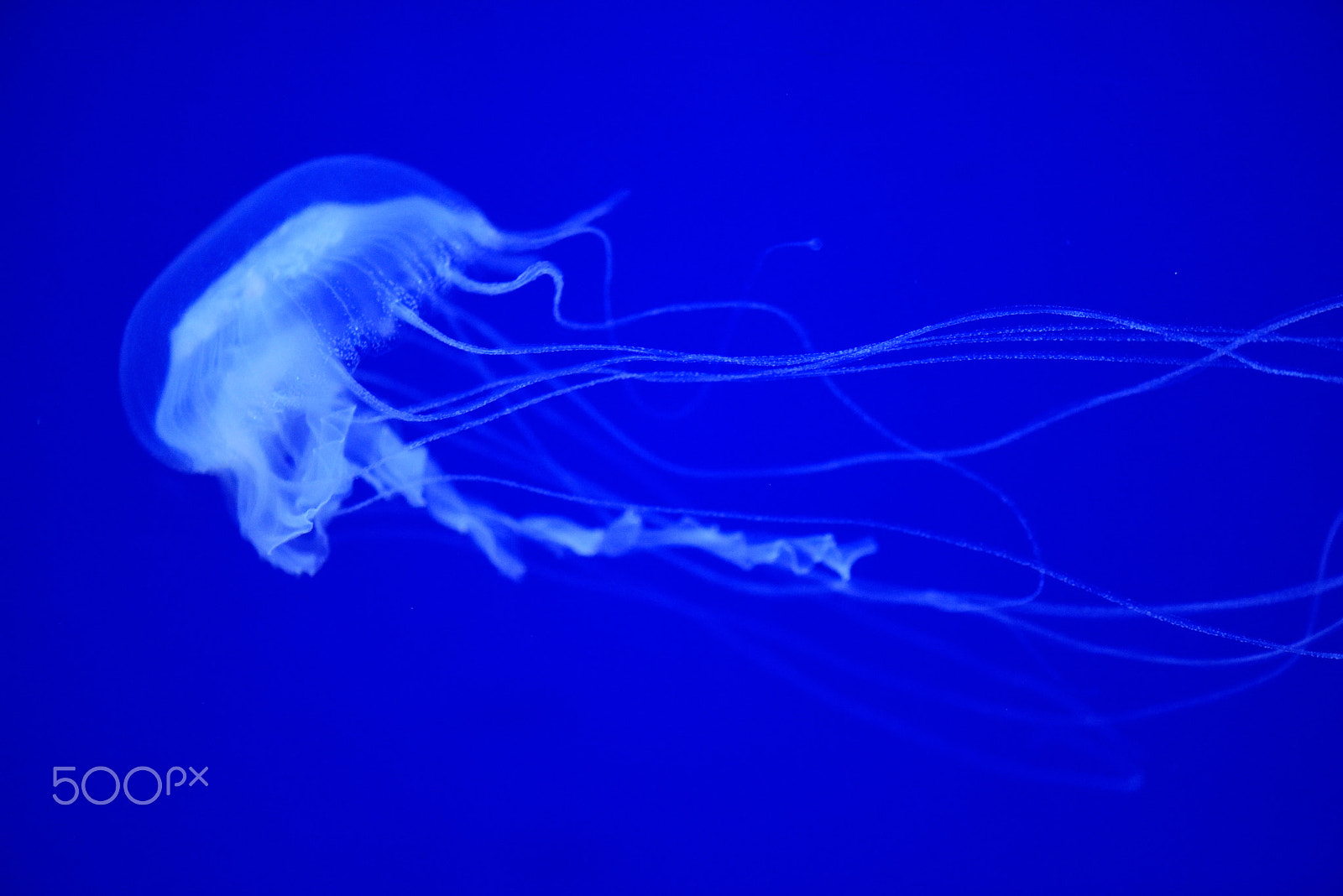 Nikon D810A sample photo. Jelly fish photography