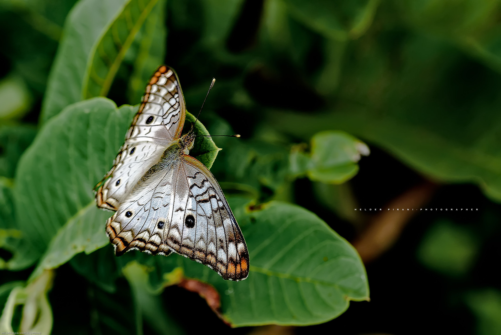 Sigma 105mm F2.8 EX DG OS HSM sample photo. Peacock butterfly white - borboleta-pavão-branco (anartia jatrophae) photography