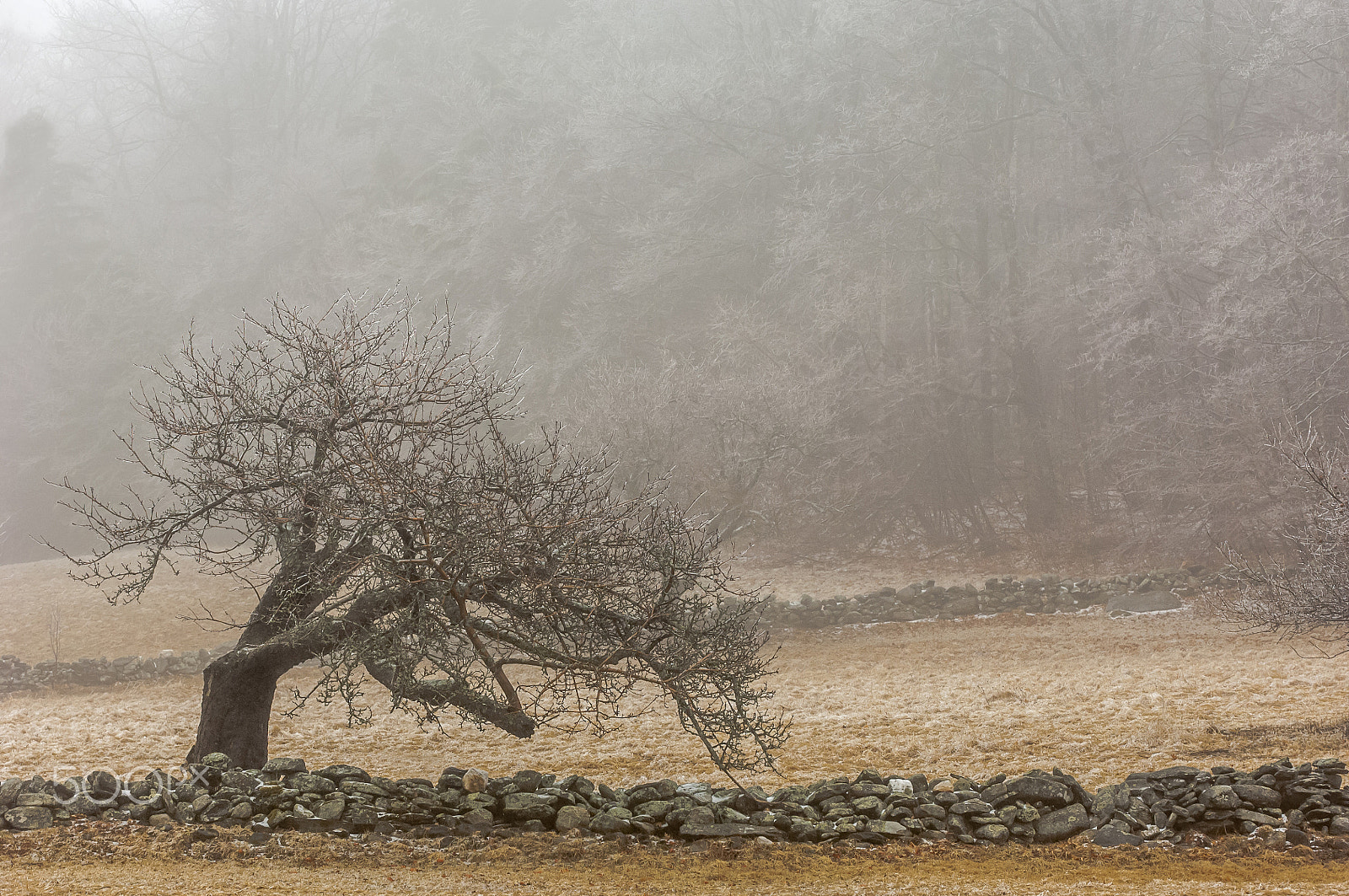 Nikon D2X + Nikon AF-S Nikkor 70-200mm F2.8G ED VR sample photo. Bowing to the seasons photography