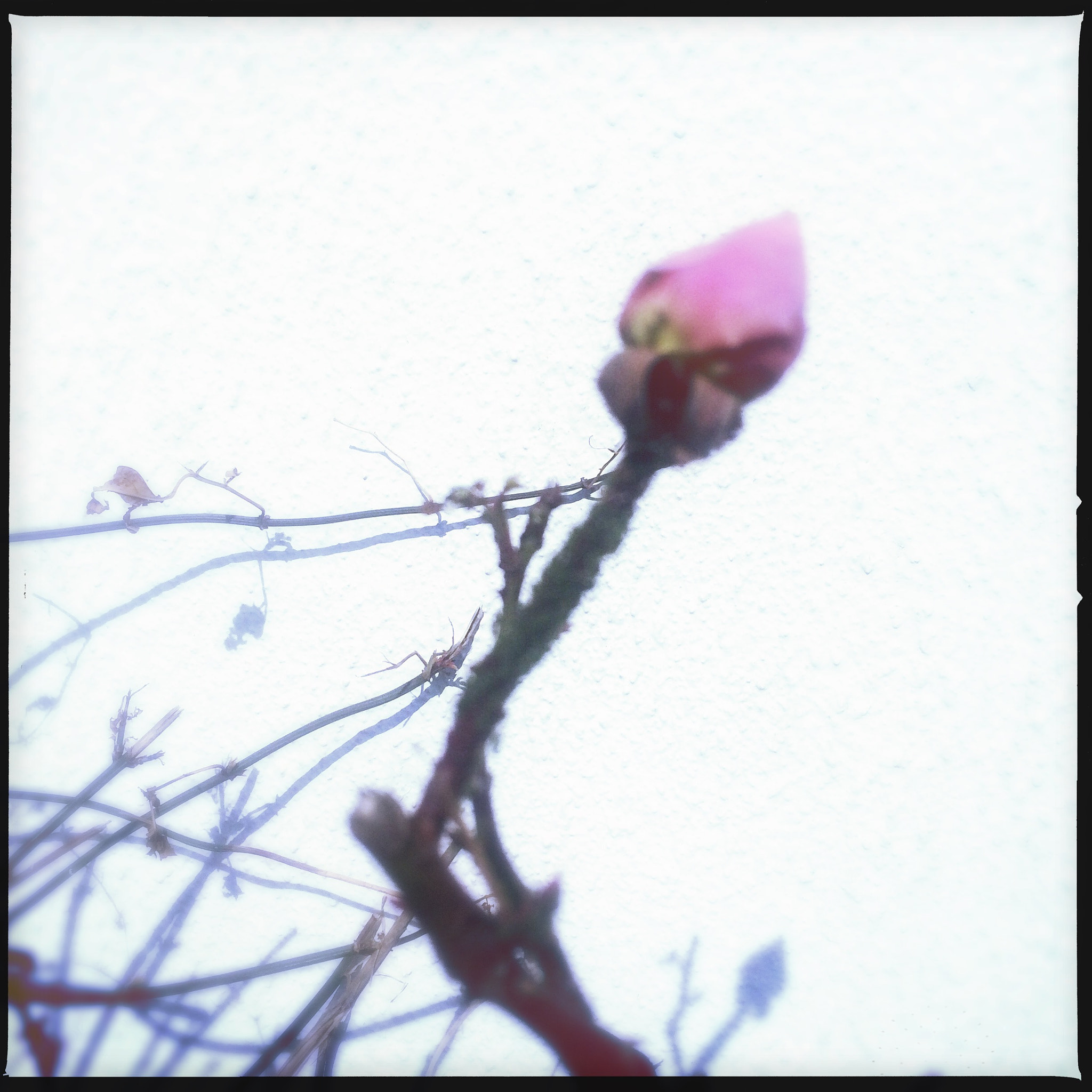 Hipstamatic 311 sample photo. Rosebud photography