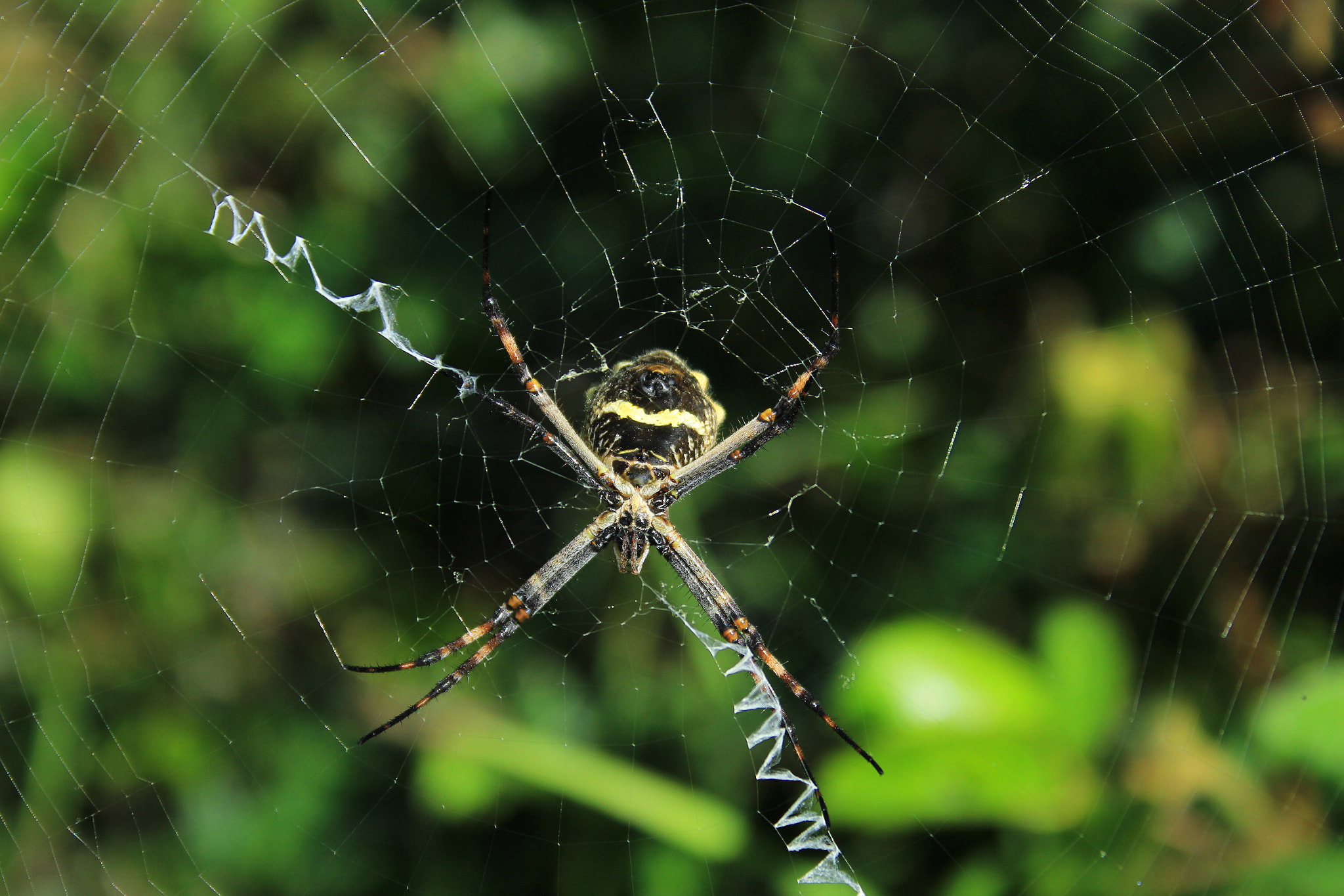 Canon EF-S 18-55mm F3.5-5.6 sample photo. Orb weaver spider photography