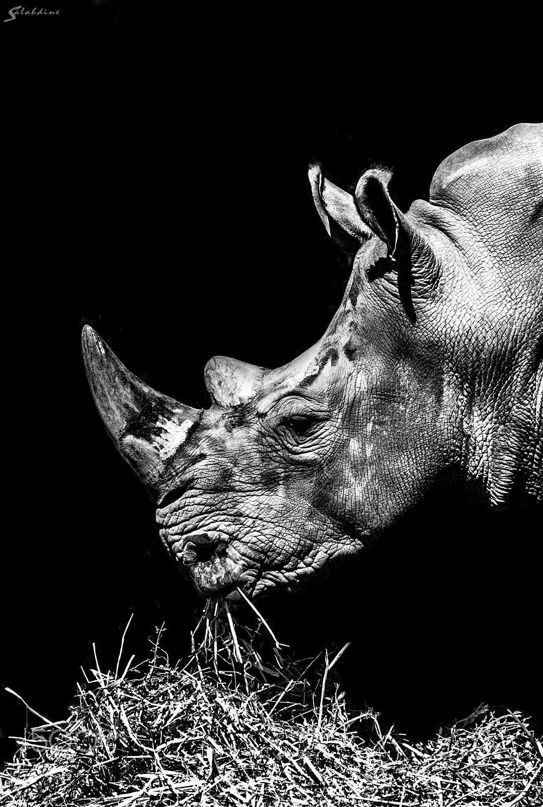 Canon EF 70-200mm F2.8L USM sample photo. Rhino photography
