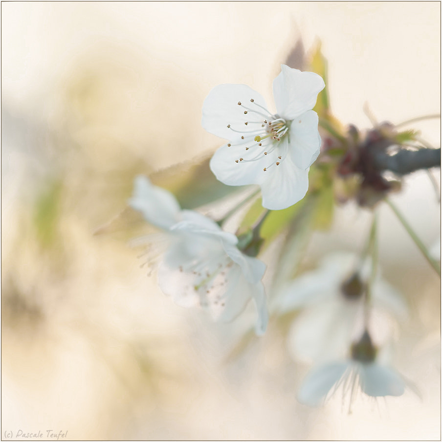 Nikon D5000 + Sigma 150mm F2.8 EX DG Macro HSM sample photo. Gentle kiss of cherry blossoms photography