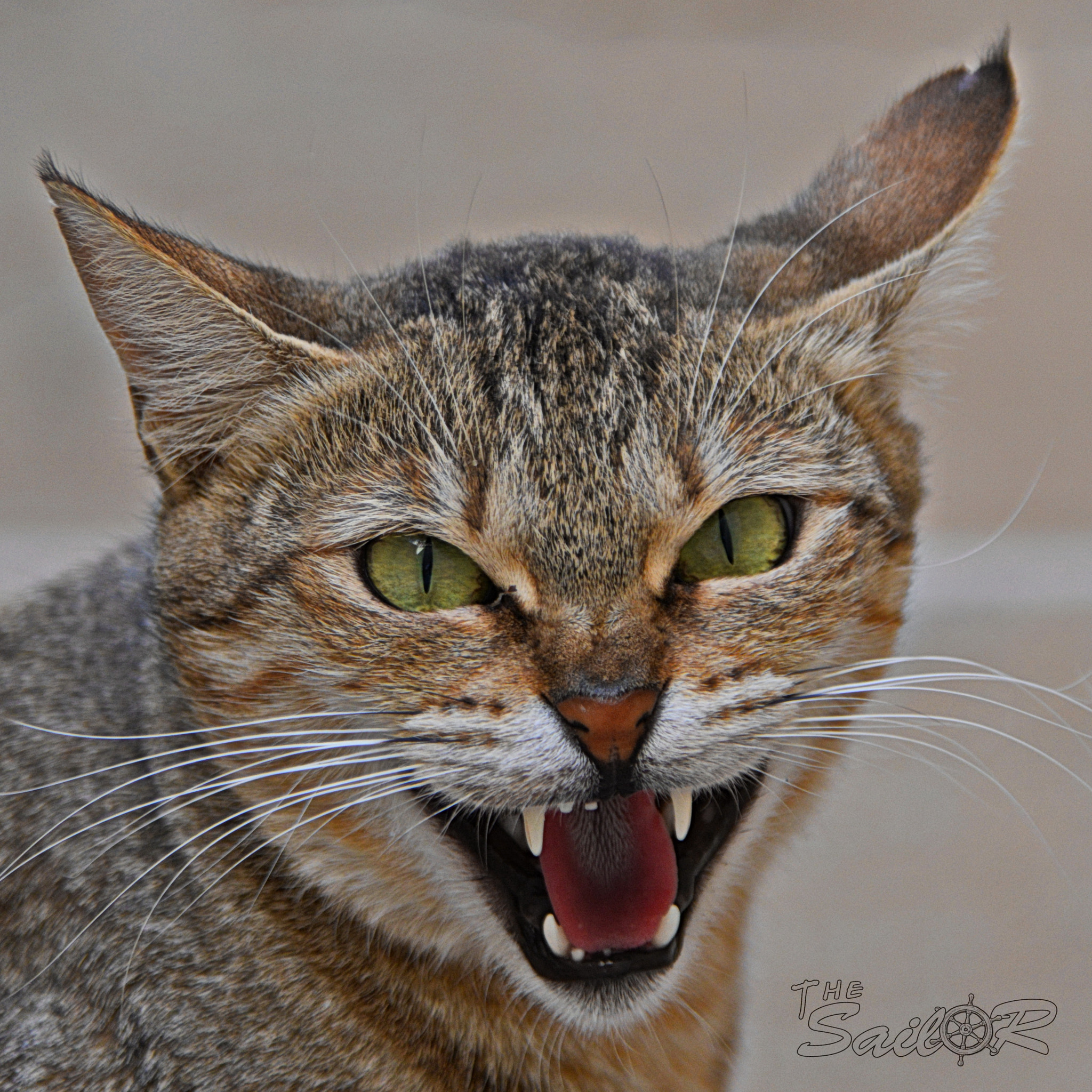 Nikon D610 + Tamron AF 28-300mm F3.5-6.3 XR Di VC LD Aspherical (IF) Macro sample photo. My cat is angry photography