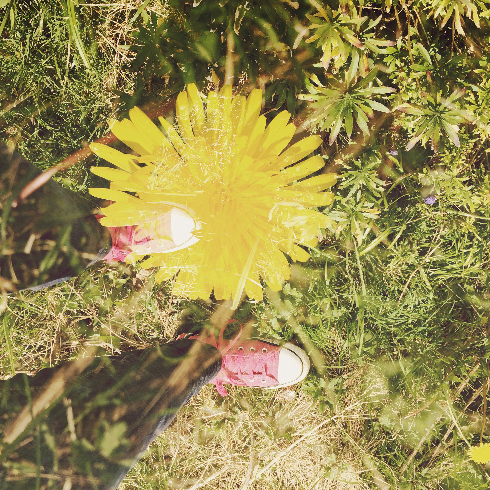 Hipstamatic 311 sample photo. Spring double exposure photography