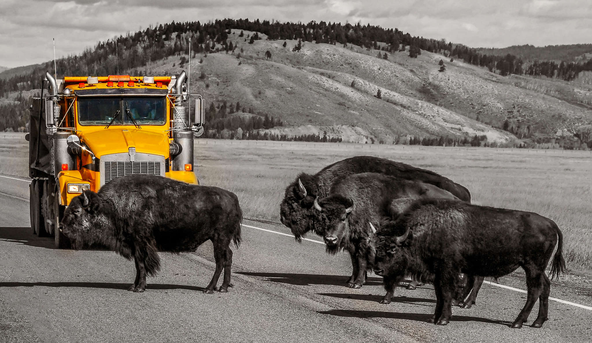 Nikon D200 sample photo. Bison traffic jam photography