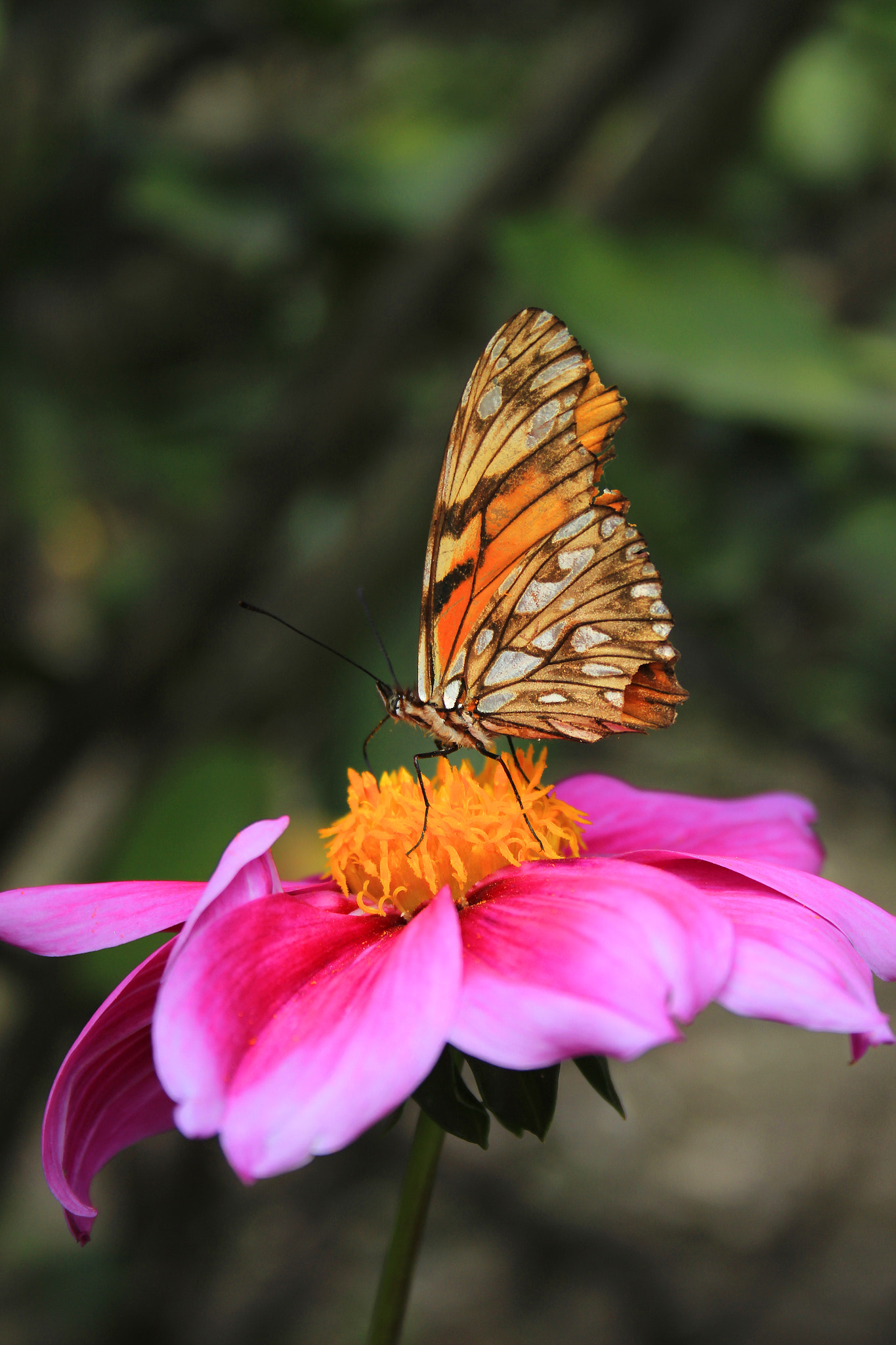 Canon EF-S 18-55mm F3.5-5.6 sample photo. Butterfly photography