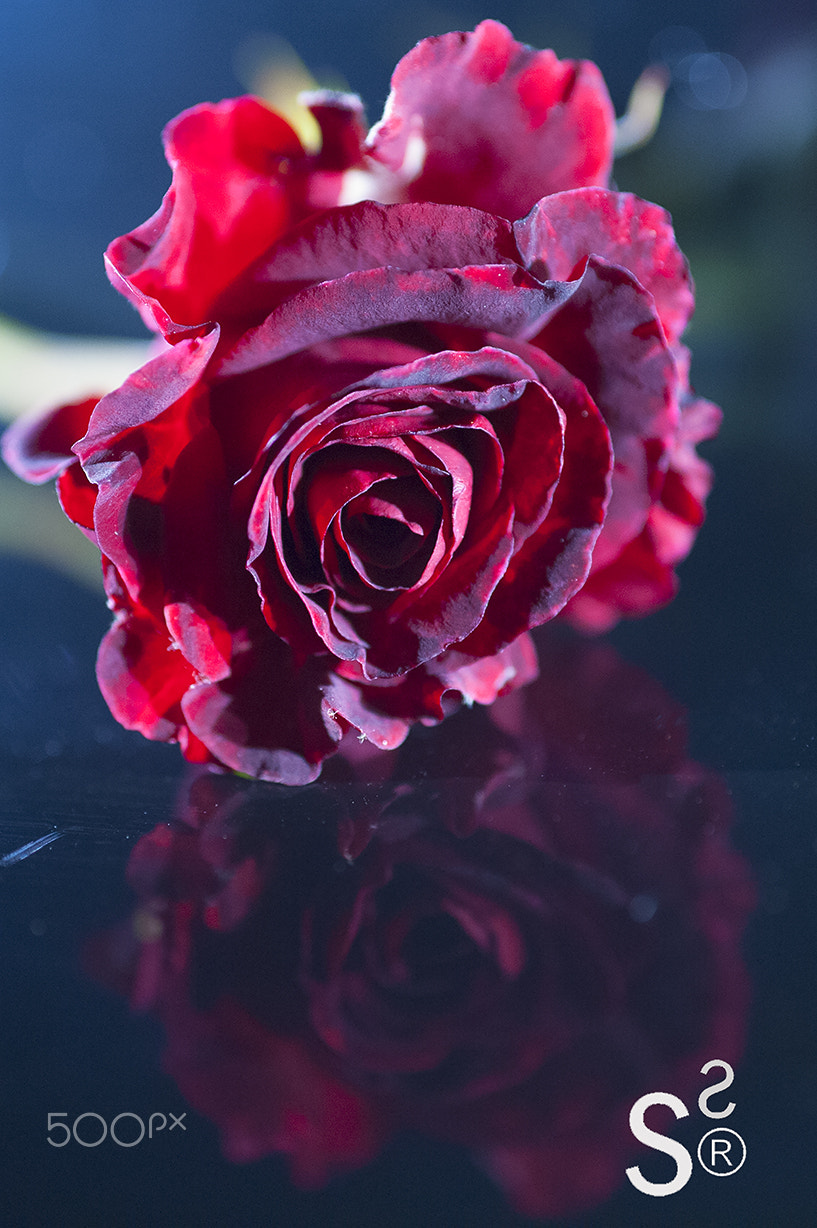 Sigma 50mm F2.8 EX DG Macro sample photo. Rose 5 photography
