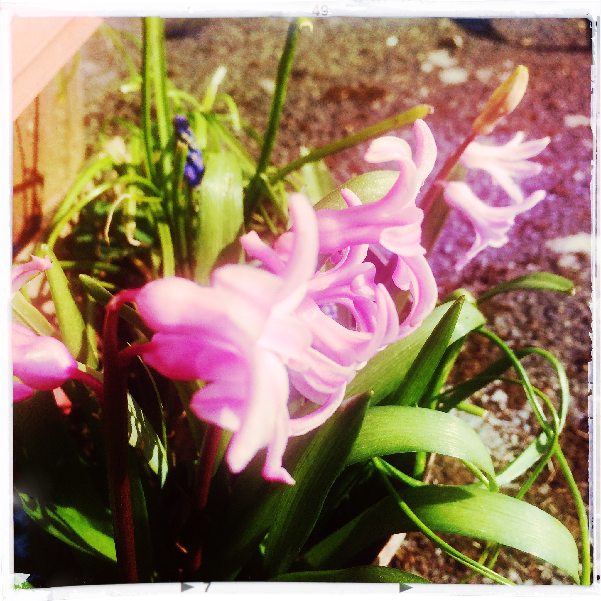 Hipstamatic 311 sample photo. Spring flowers photography