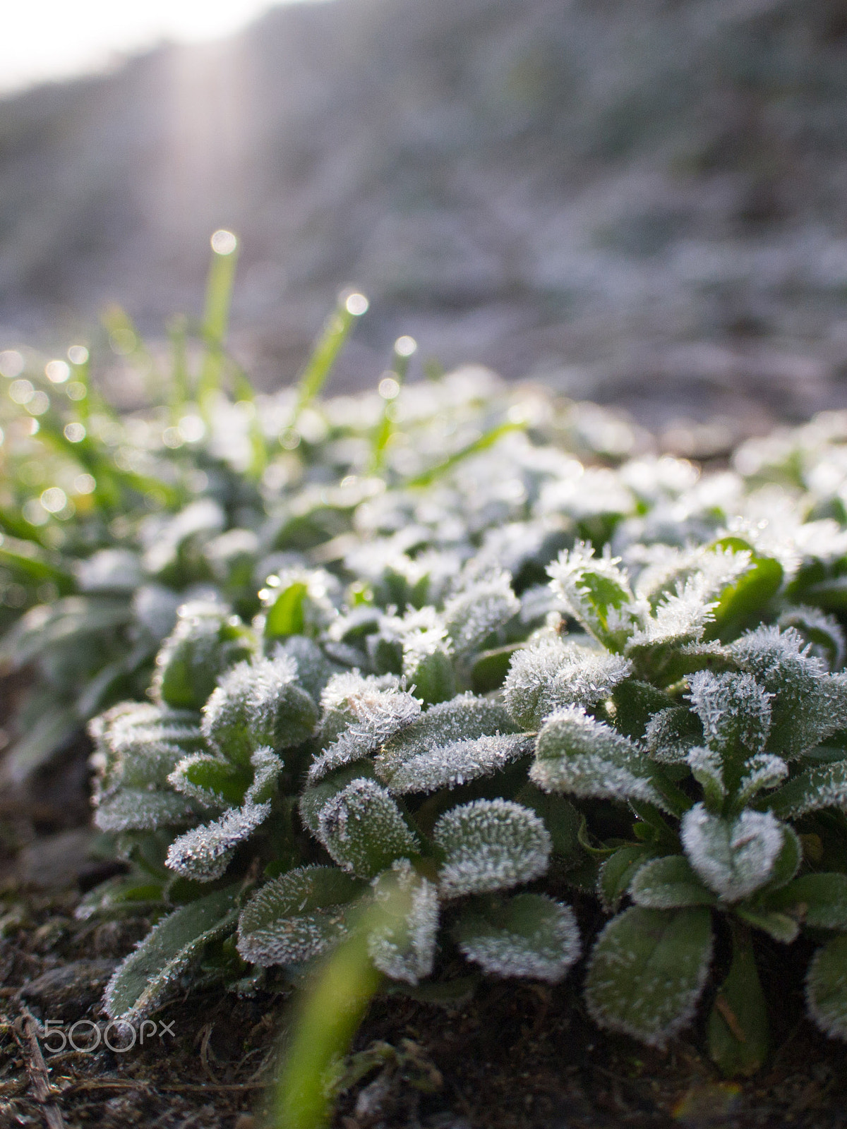 Olympus PEN E-PM1 + Panasonic Lumix G 14mm F2.5 ASPH sample photo. Frost photography