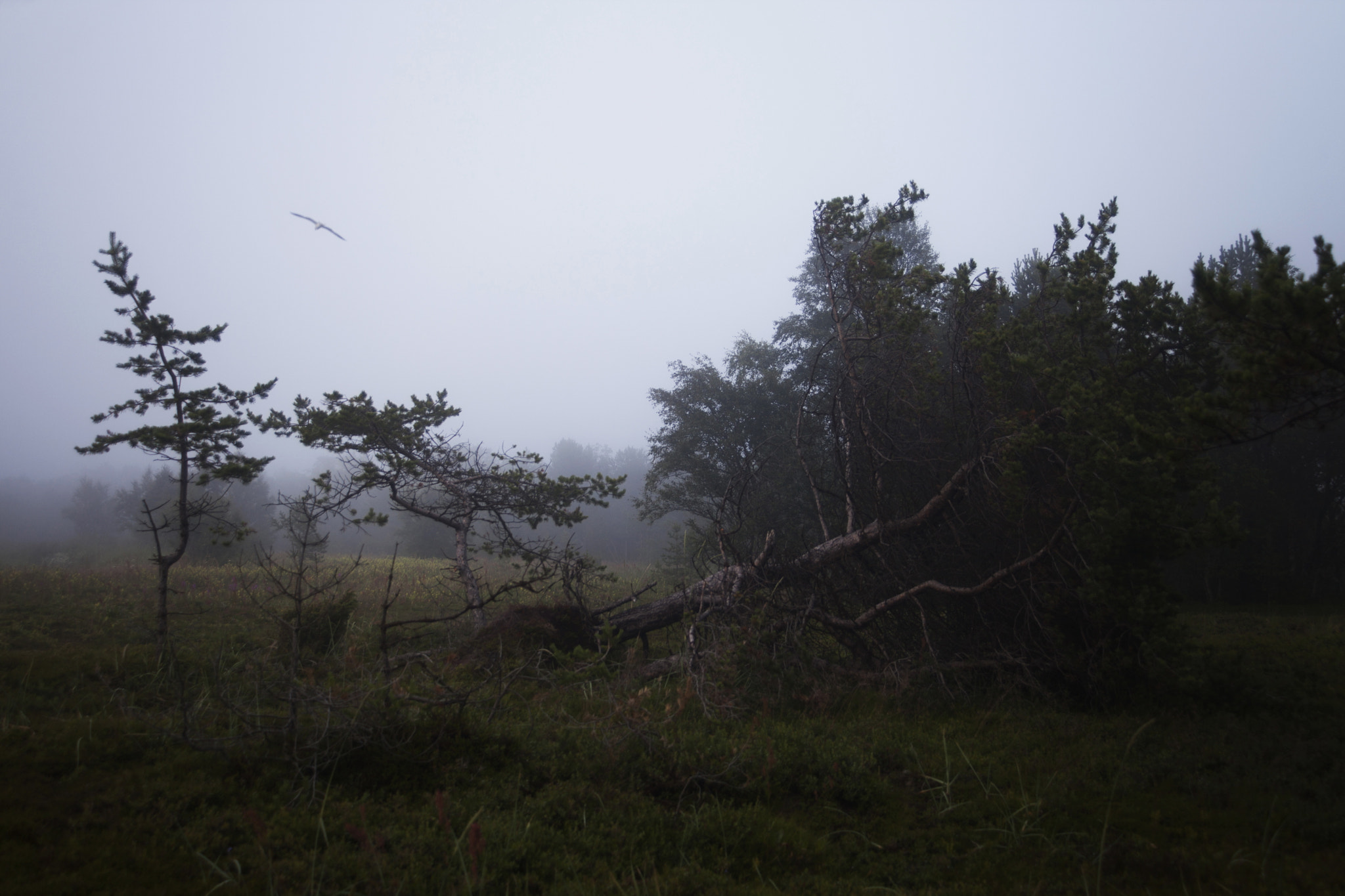 Canon EF 28-70mm f/3.5-4.5 sample photo. After the storm photography