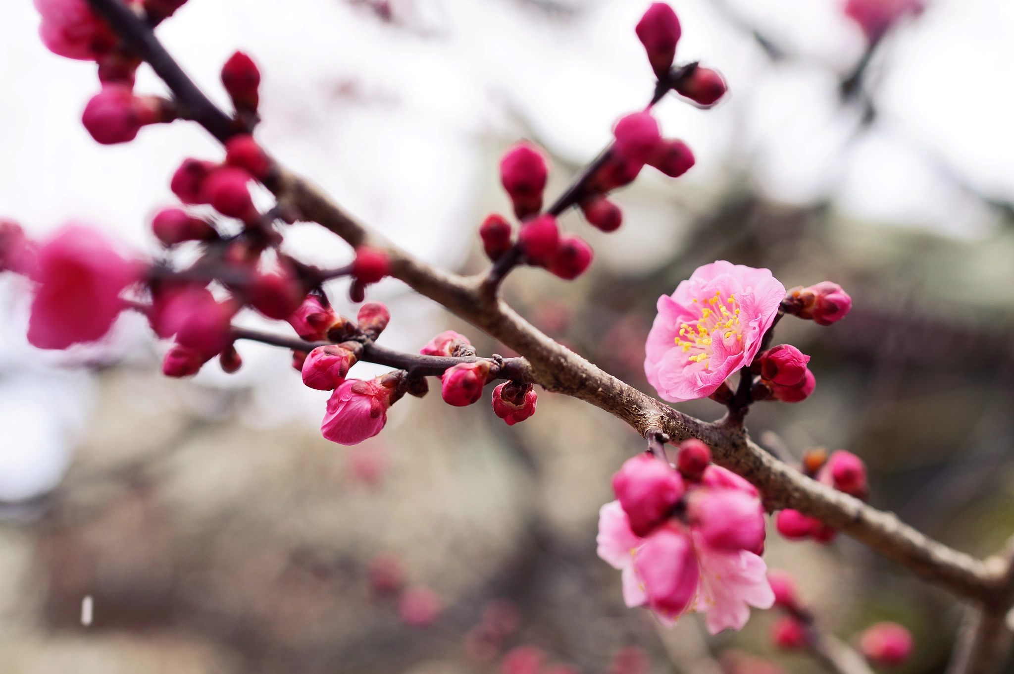 Sony Distagon T* FE 35mm F1.4 ZA sample photo. Plum flower photography