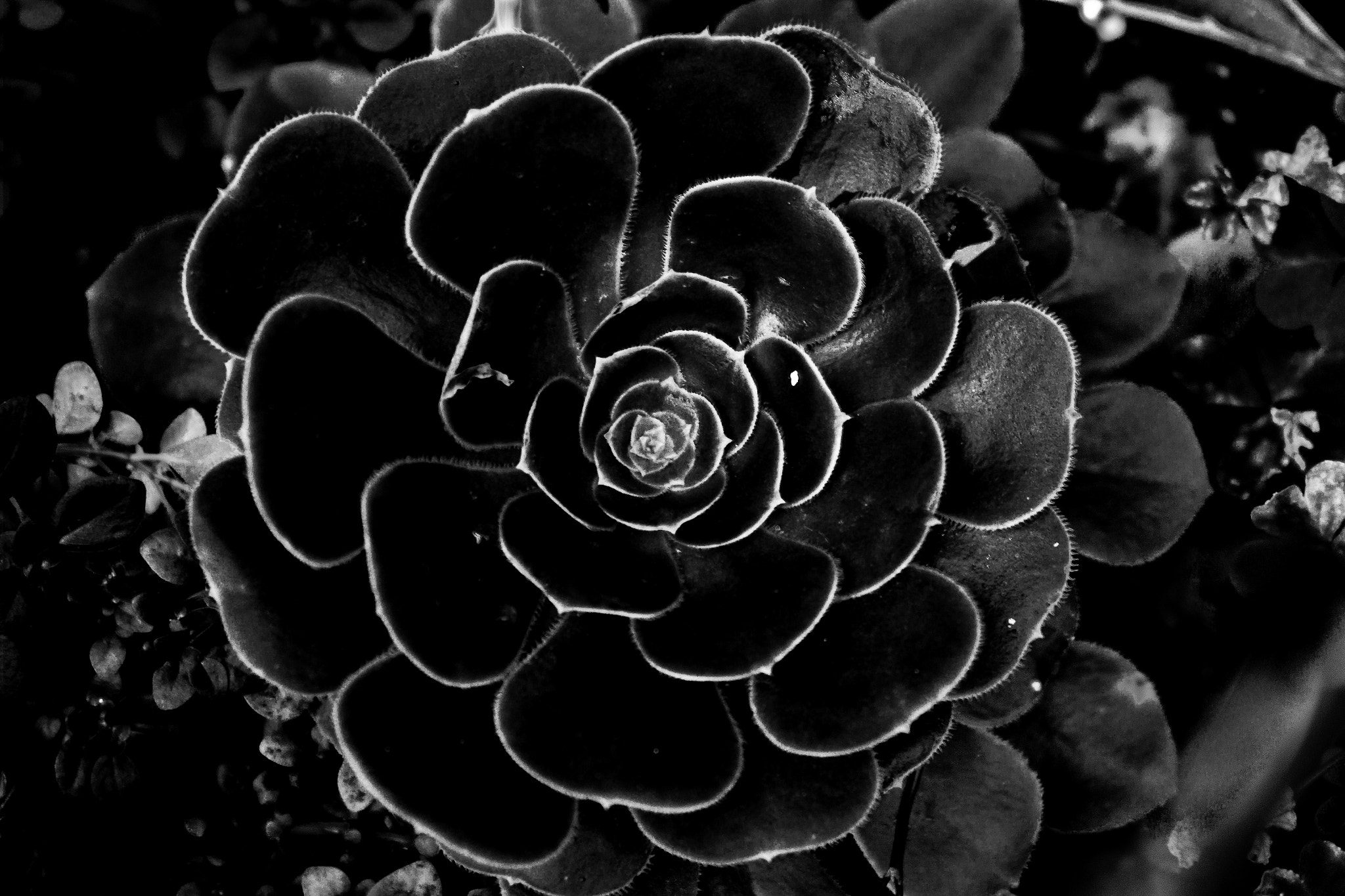 Samsung NX 20-50mm F3.5-5.6 ED sample photo. Fleur noire photography