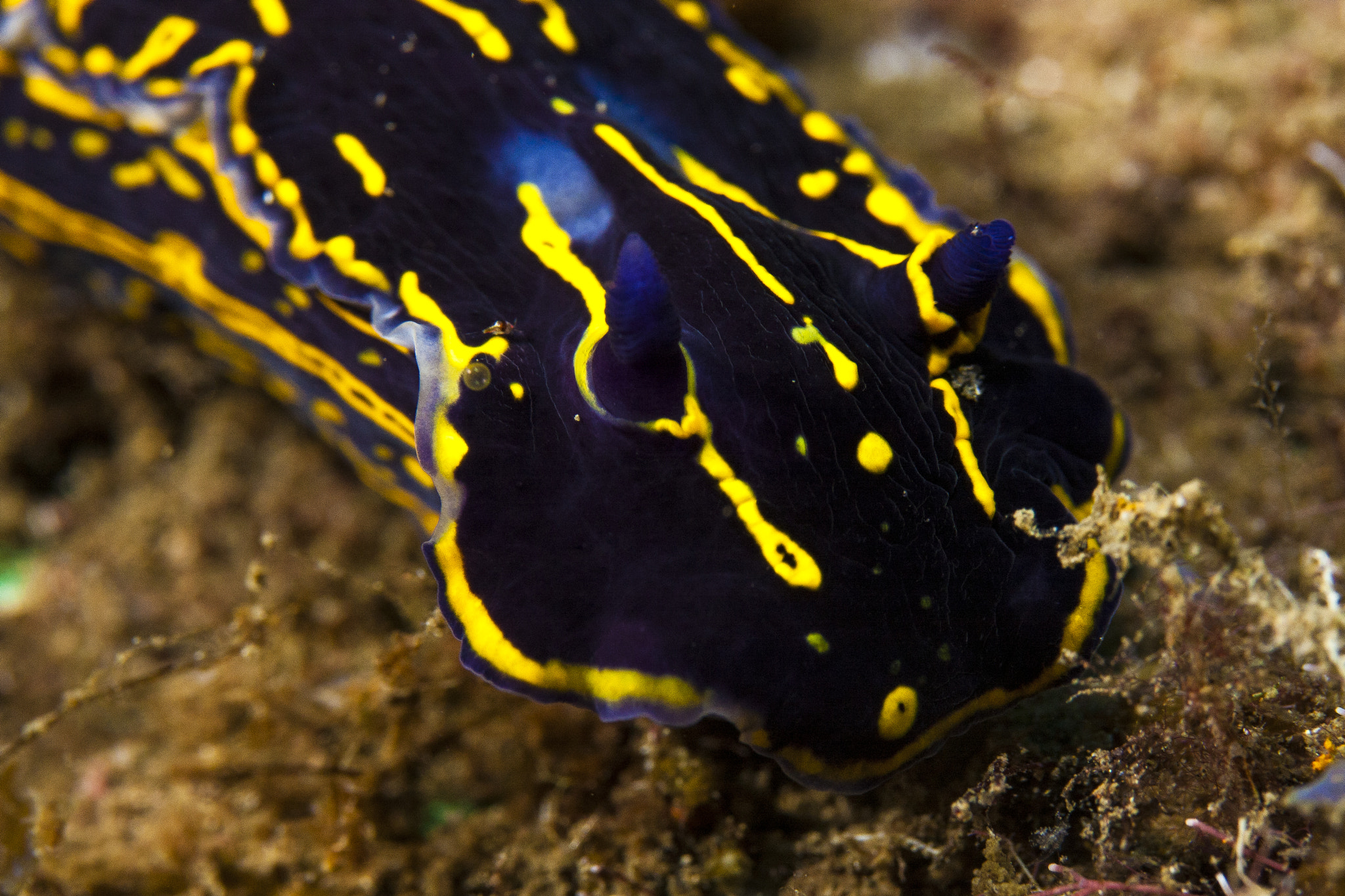 Canon EF-S 60mm F2.8 Macro USM sample photo. Nudibranch head photography
