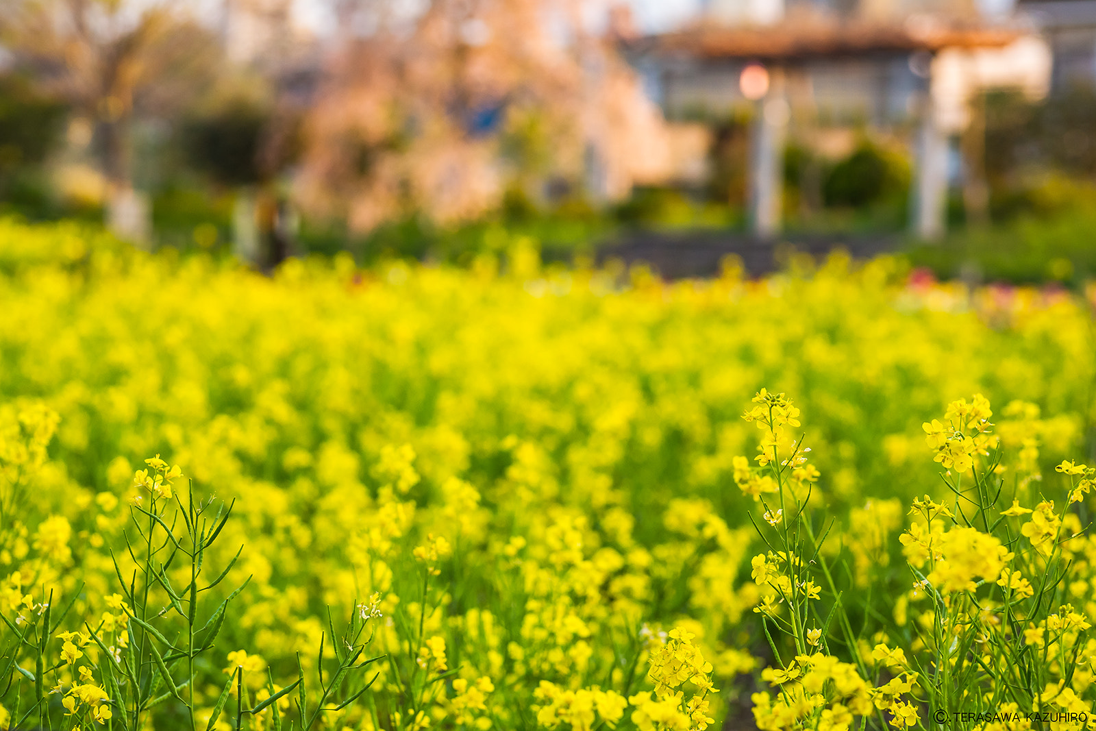 Voigtlander APO-Lanthar 90mm f/3.5 SLII Close Focus sample photo. Dancing spring season photography