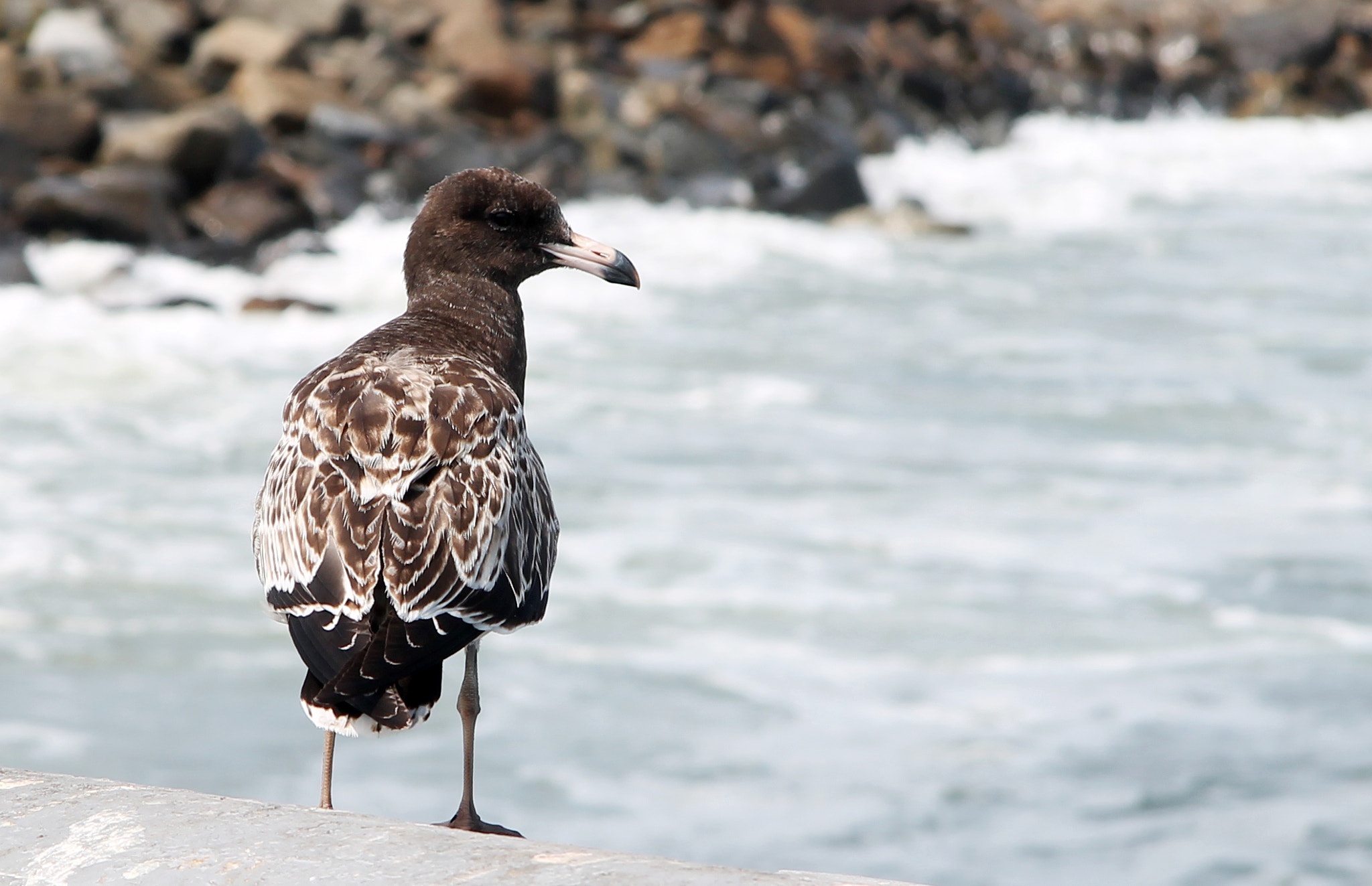 Canon EF-S 17-85mm F4-5.6 IS USM sample photo. Peruvian gull (larus belcheri) photography