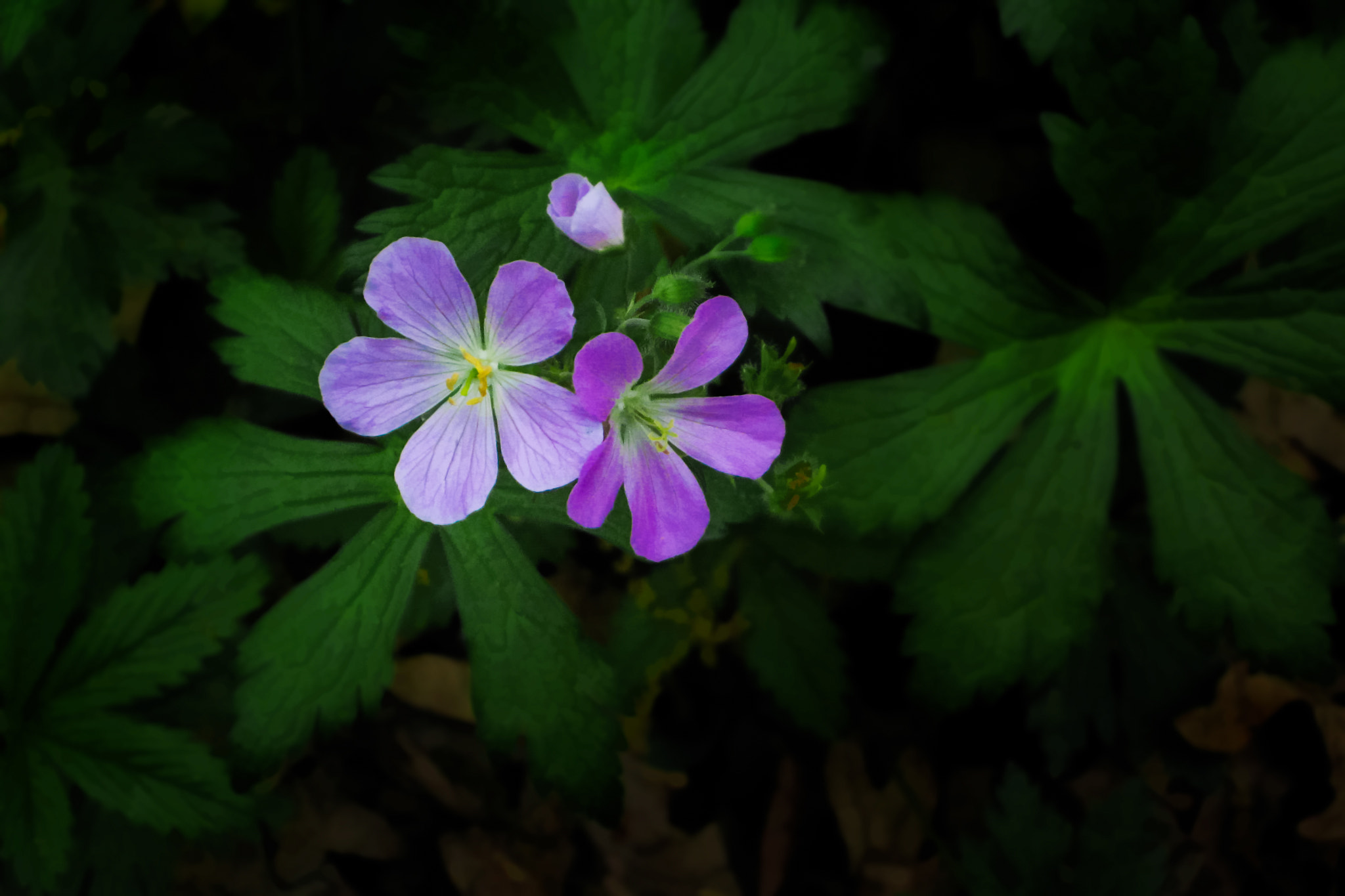 Canon POWERSHOT SD550 sample photo. Wild geranium photography