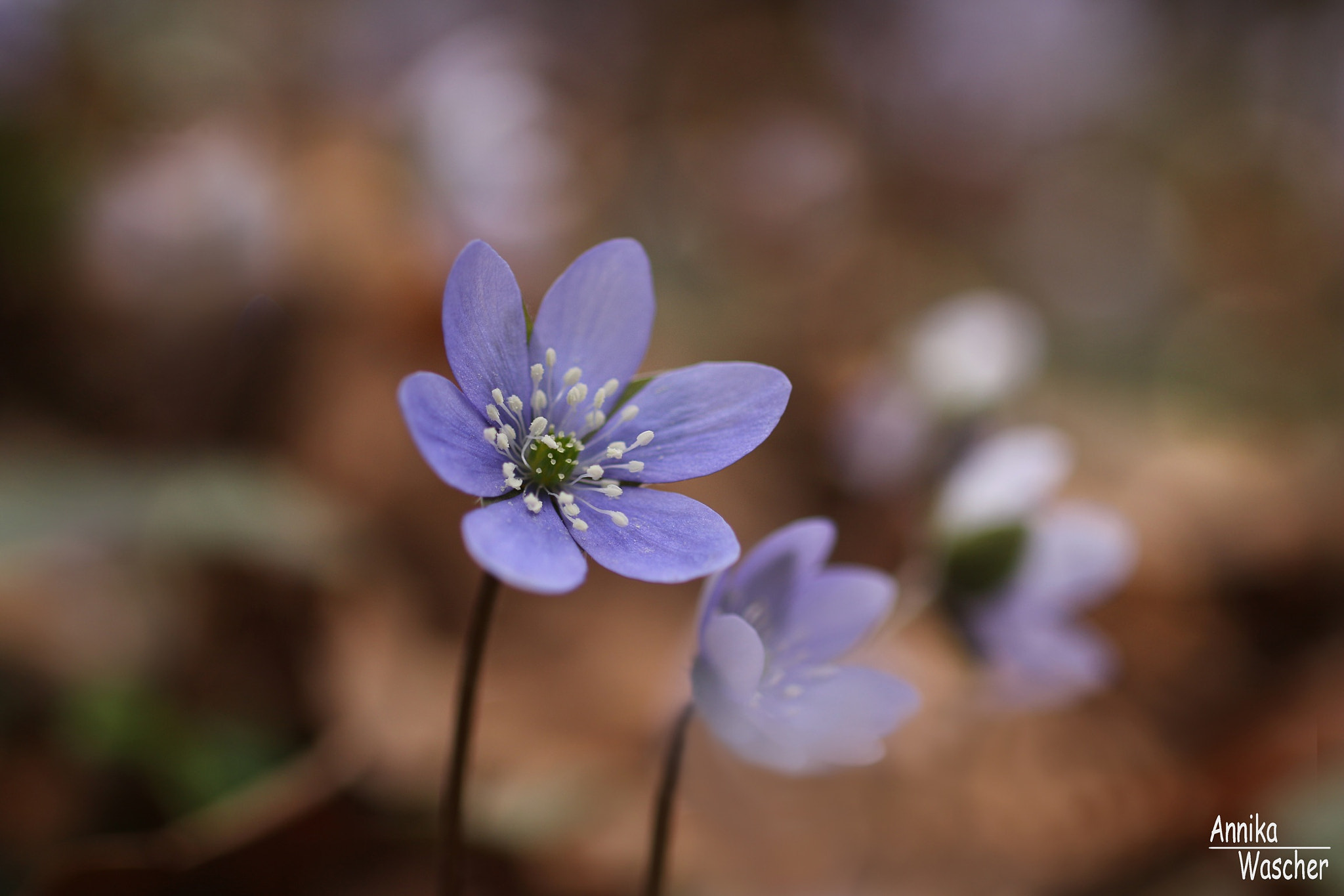 Canon EOS 70D + Sigma 18-50mm f/2.8 Macro sample photo. Purple beauty photography