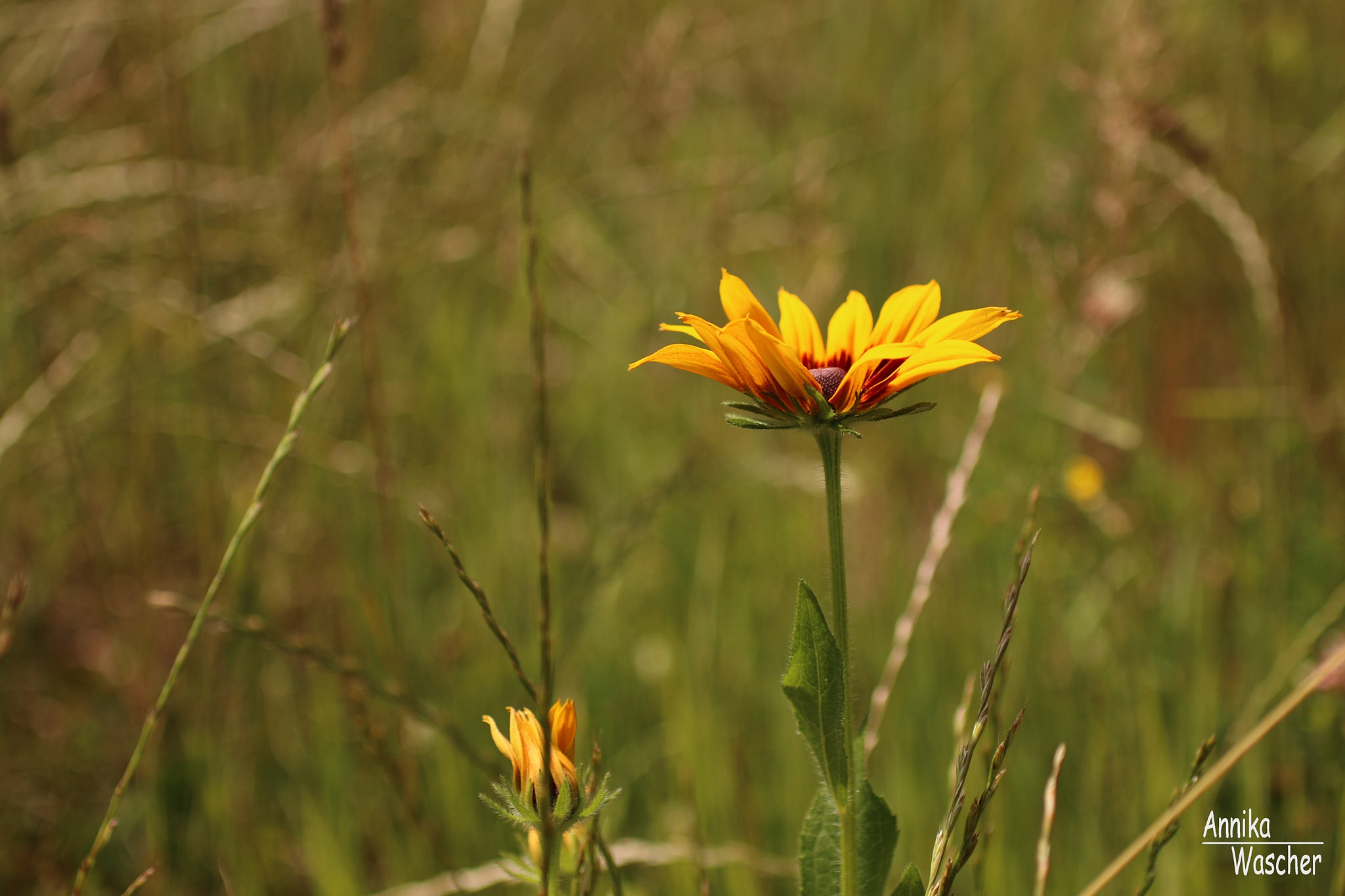 Canon EOS 70D + Sigma 18-50mm f/2.8 Macro sample photo. Little sunshine photography