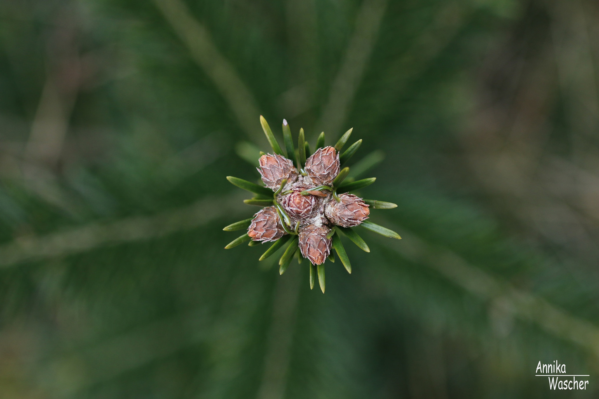 Canon EOS 70D + Sigma 18-50mm f/2.8 Macro sample photo. Little star photography