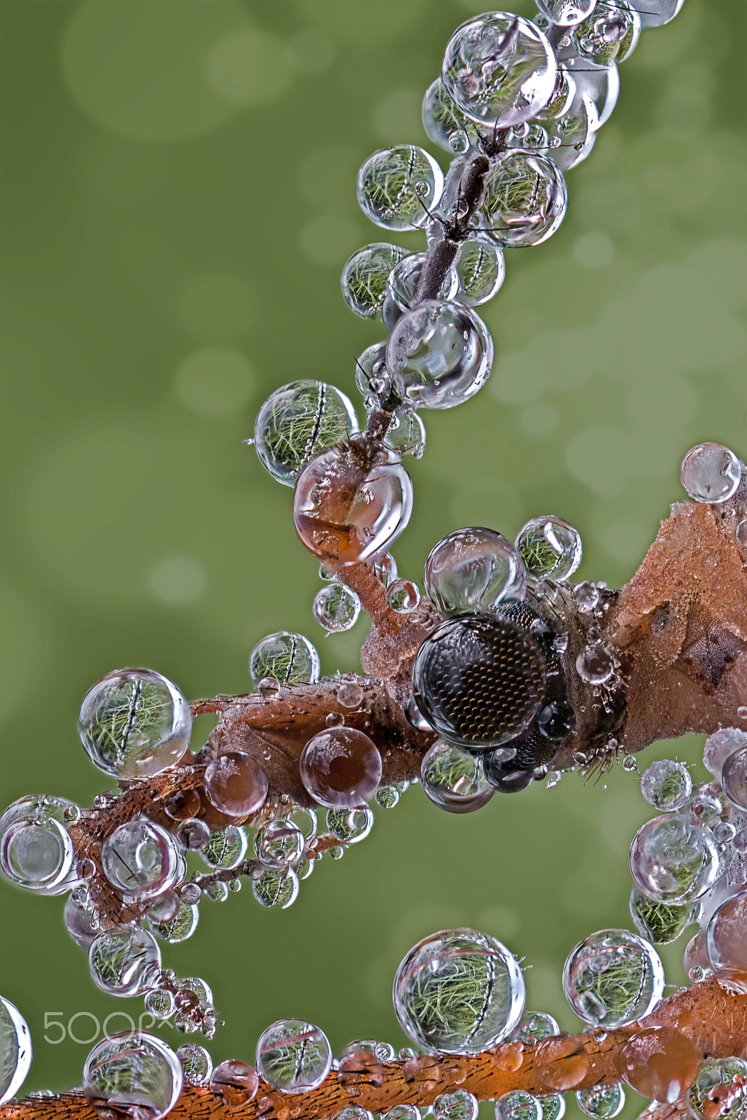Canon MP-E 65mm F2.5 1-5x Macro Photo sample photo. Behind bubbles photography