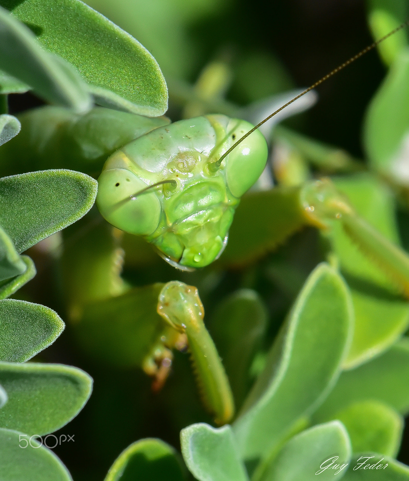 Nikon D750 + Nikon AF Micro-Nikkor 200mm F4D ED-IF sample photo. Praying mantis photography