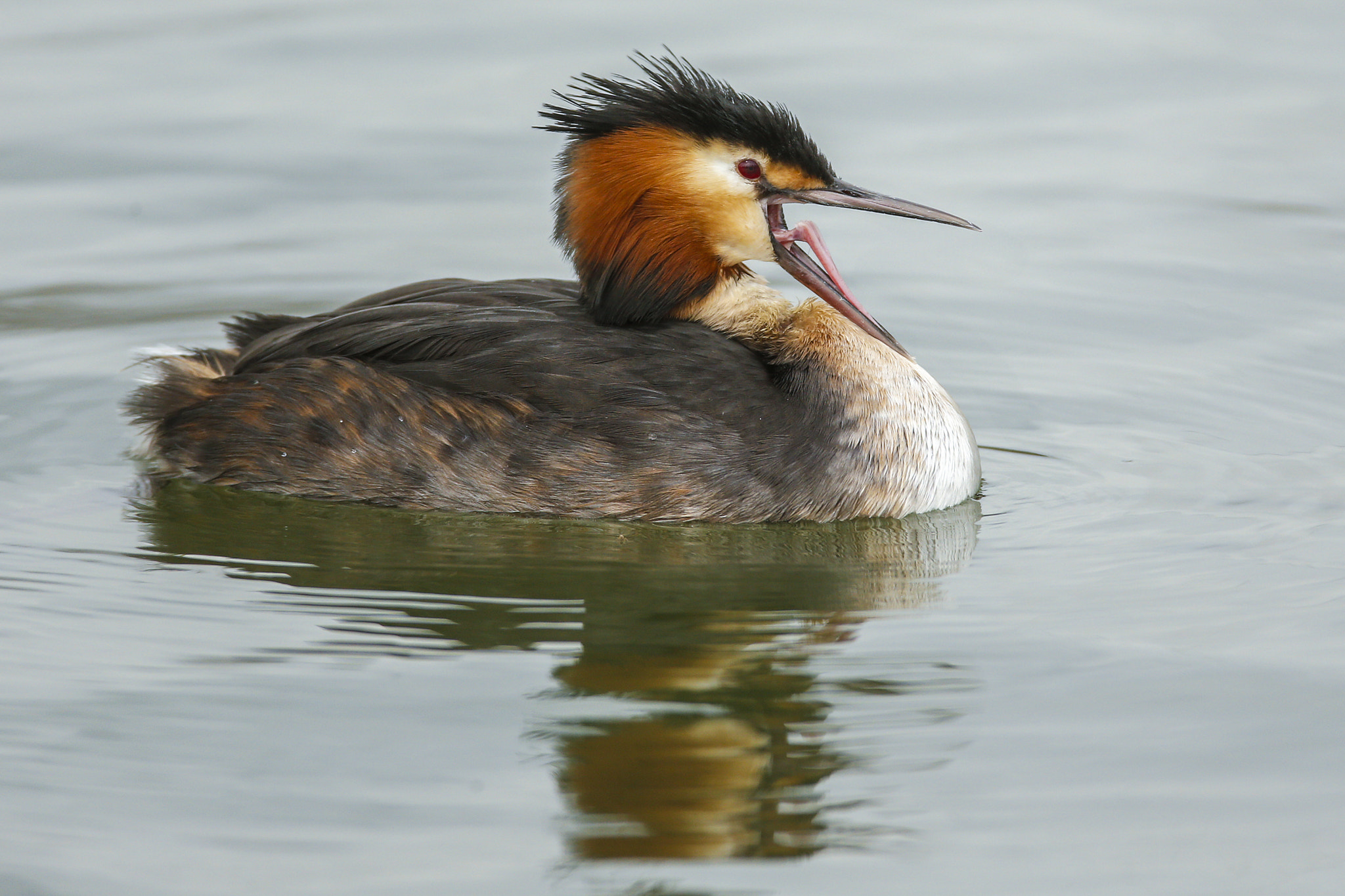 Canon EF 600mm F4L IS USM sample photo. Great crested grebe photography
