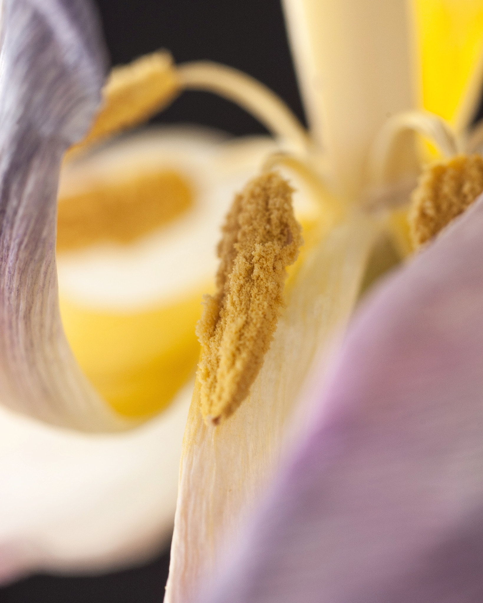 Nikon D50 + Nikon AF Micro-Nikkor 60mm F2.8D sample photo. Curl photography