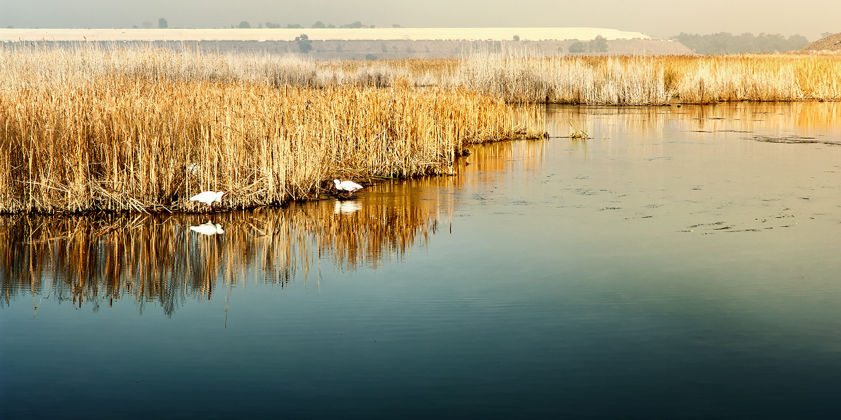 Nikon D2X sample photo. Water birds photography