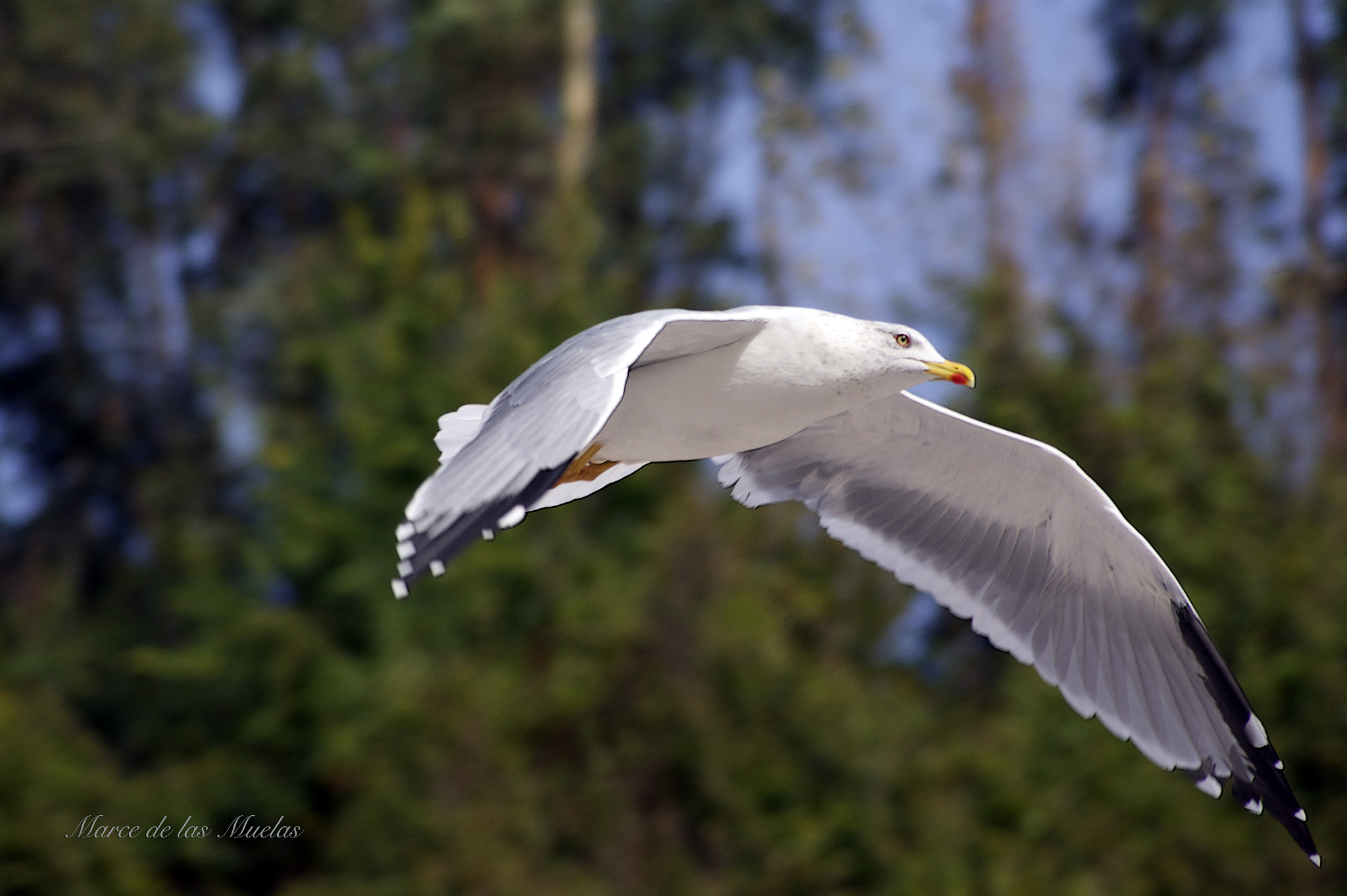 Sony DT 55-200mm F4-5.6 SAM sample photo. ...la gaviota... photography