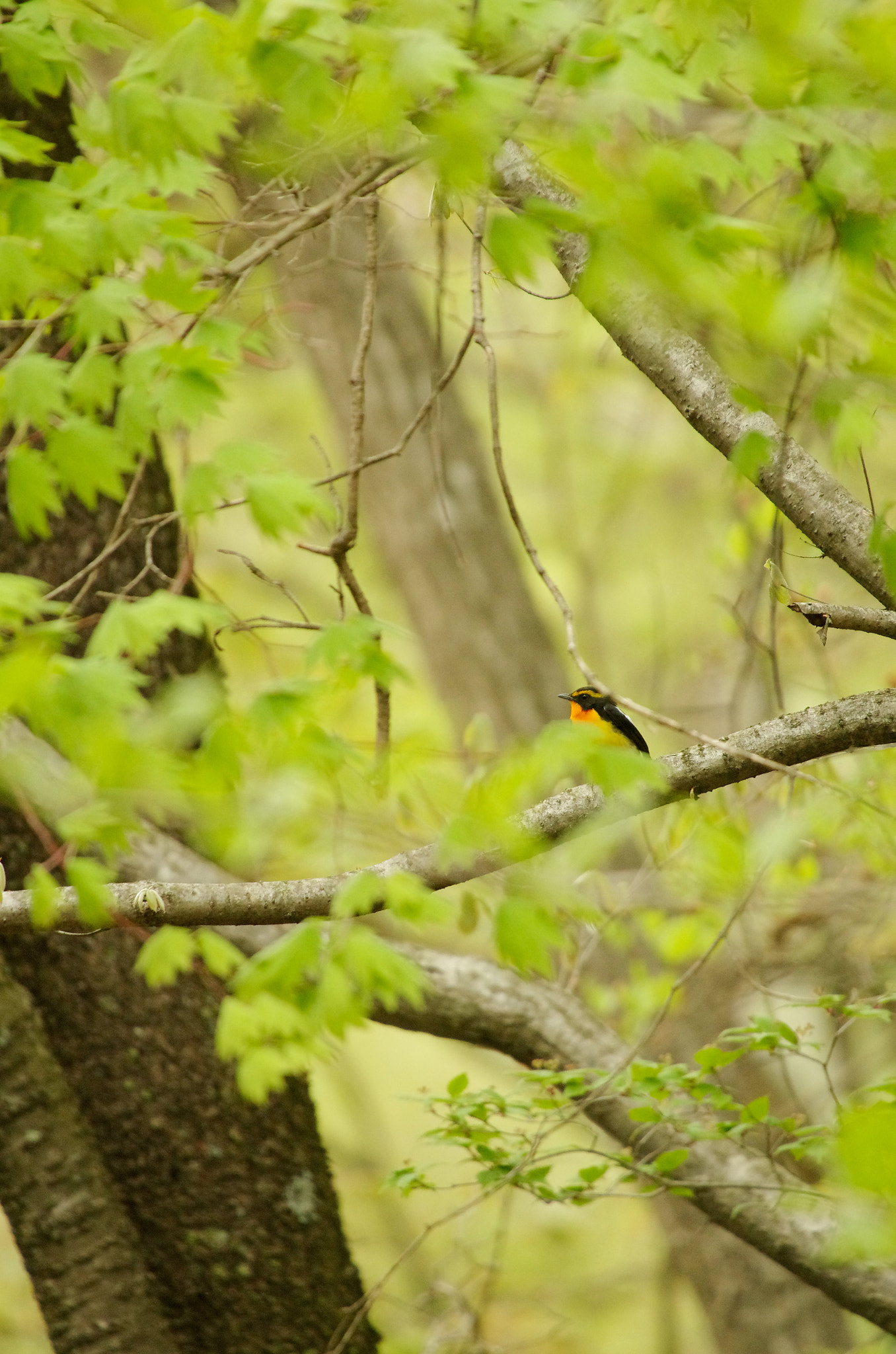 Sigma 50-500mm F4.5-6.3 DG OS HSM sample photo. Hide and seek photography