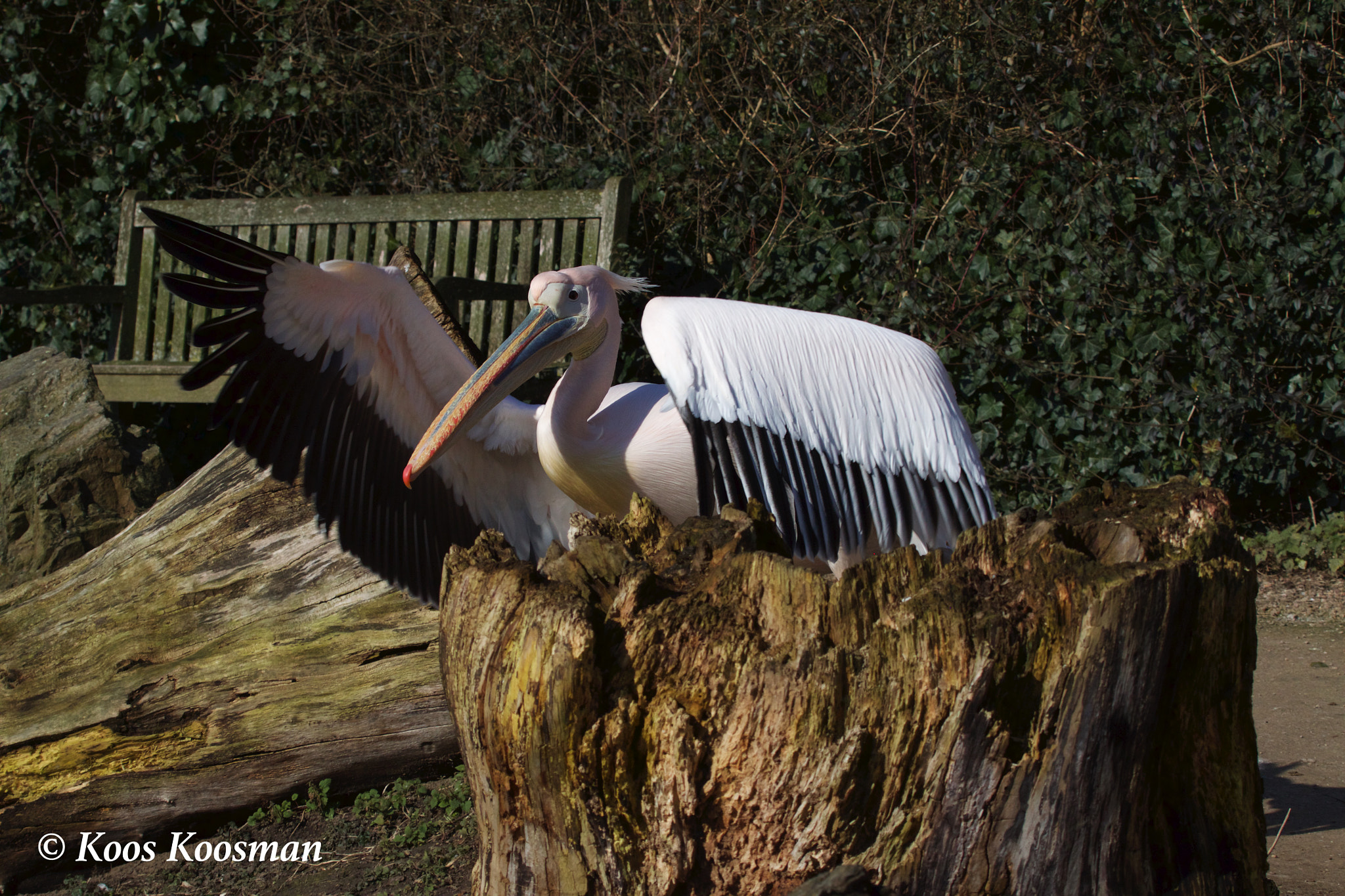 Canon EF 100-400mm F4.5-5.6L IS USM sample photo. Pelican wings photography