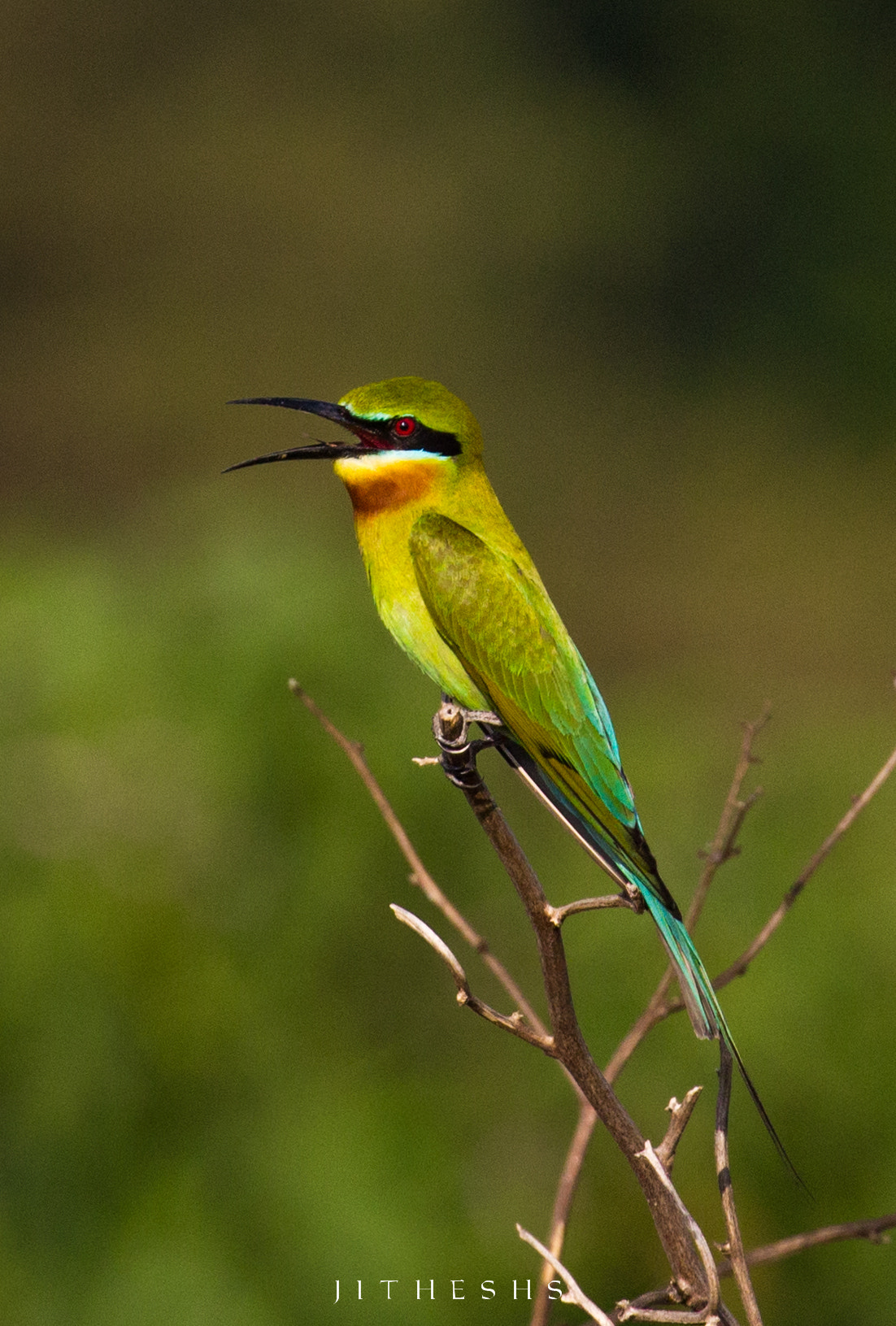 Canon EOS 600D (Rebel EOS T3i / EOS Kiss X5) + Canon EF 100-400mm F4.5-5.6L IS II USM sample photo. Blue tail bee eater  photography