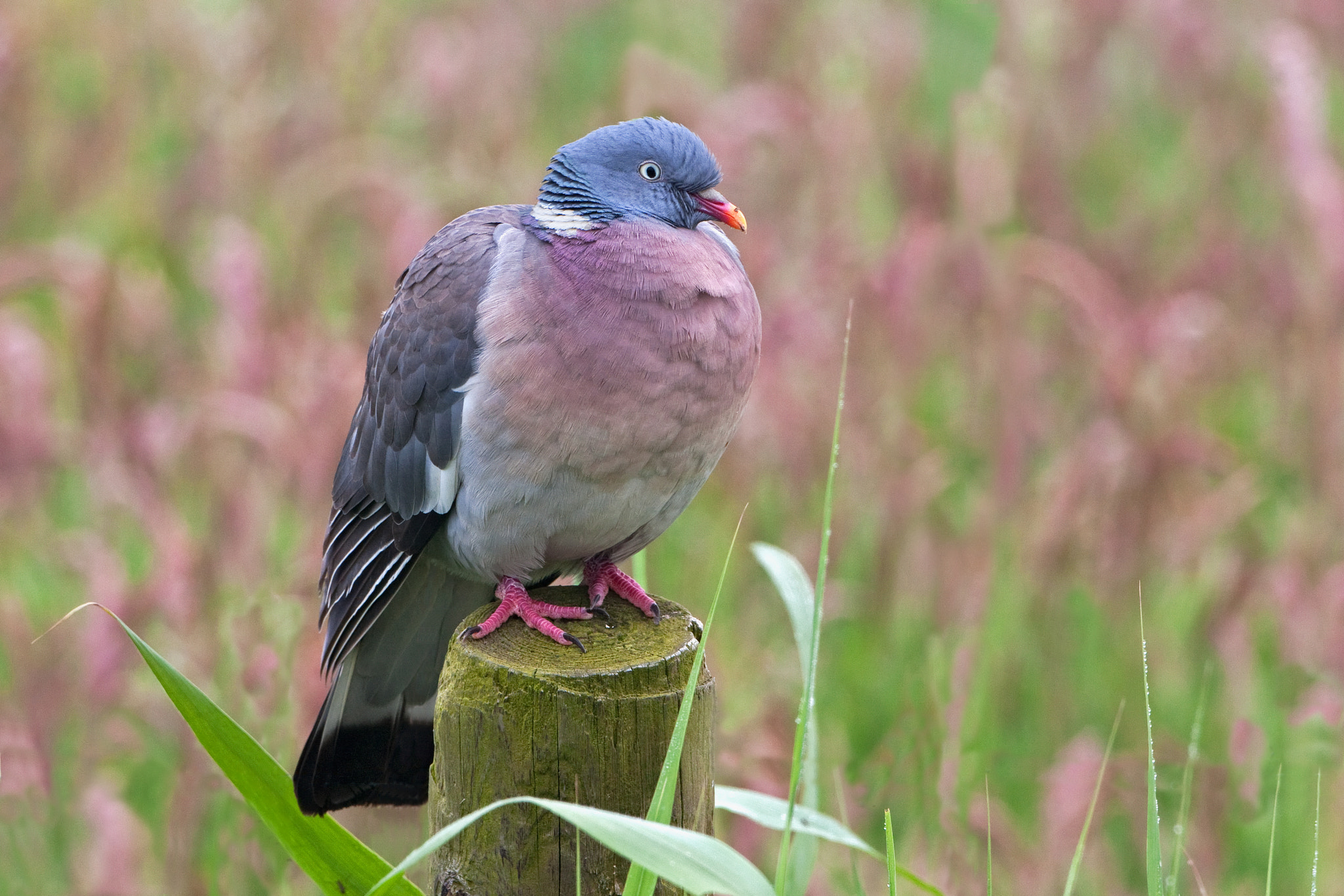 Canon EOS 40D + Canon EF 500mm F4L IS USM sample photo. Common wood pigeon photography