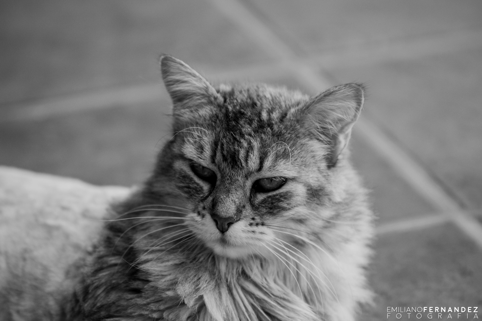 Sigma 70-200mm F2.8 EX DG OS HSM sample photo. Testing the new 2.8 photography