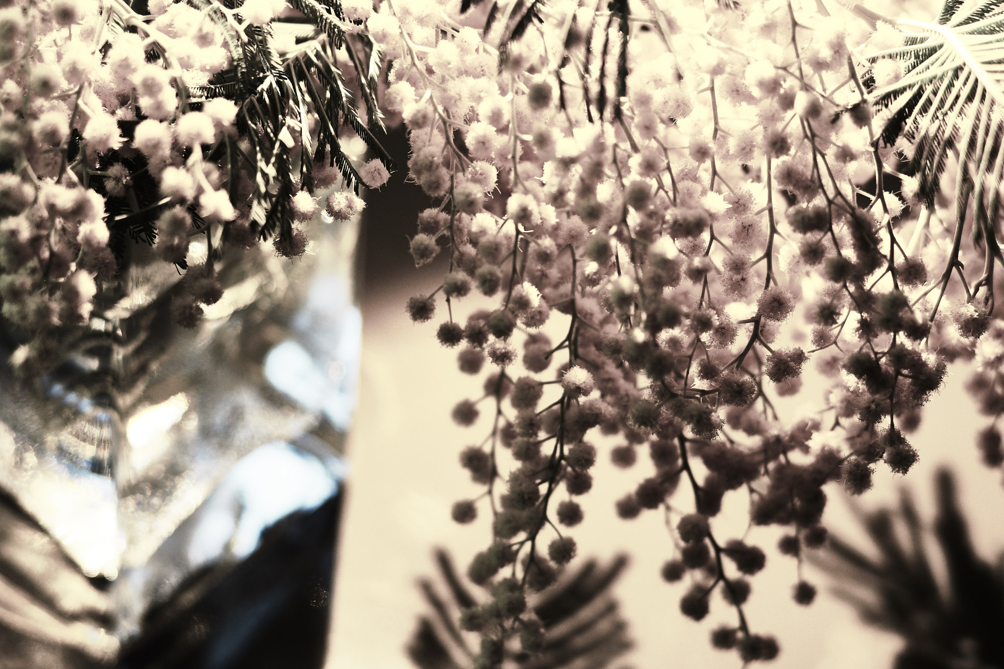 Sony SLT-A65 (SLT-A65V) + Sony 85mm F2.8 SAM sample photo. Mimosa photography