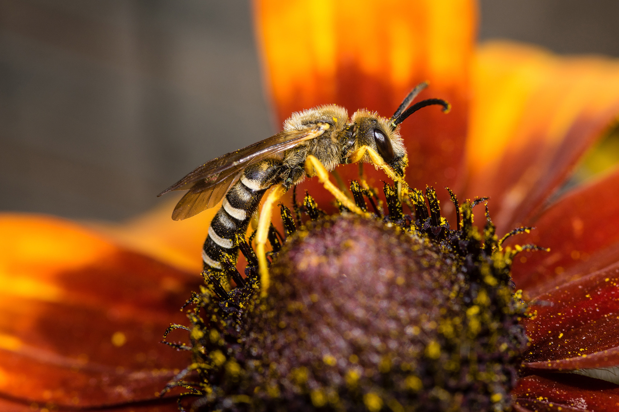 Sony a7 II + 105mm F2.8 sample photo. Wild bee photography